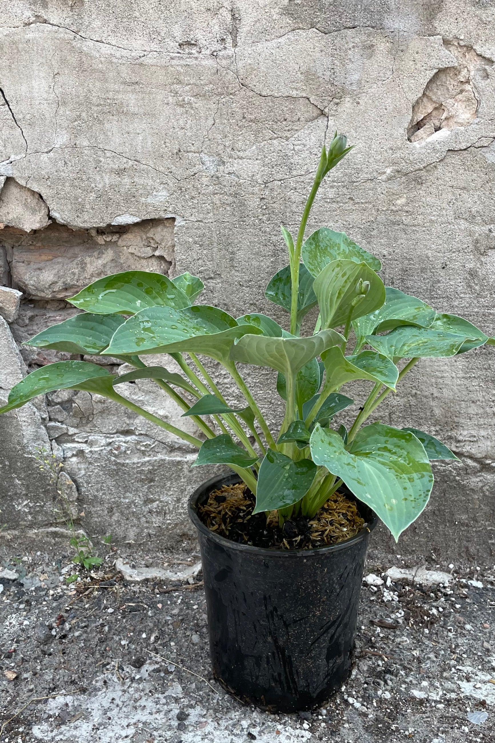 Hosta 'Blue Cadet' in a #1 growers pot the beginning of June about to bloom.   ©Sprout Home