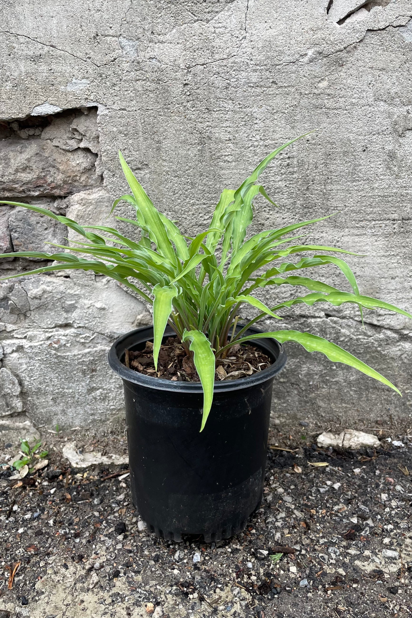 Hosa 'Curly Fries' in a #1 pot size the beginning of May with its long scrappy green leaves in front of a concrete wall.  ©Sprout Home