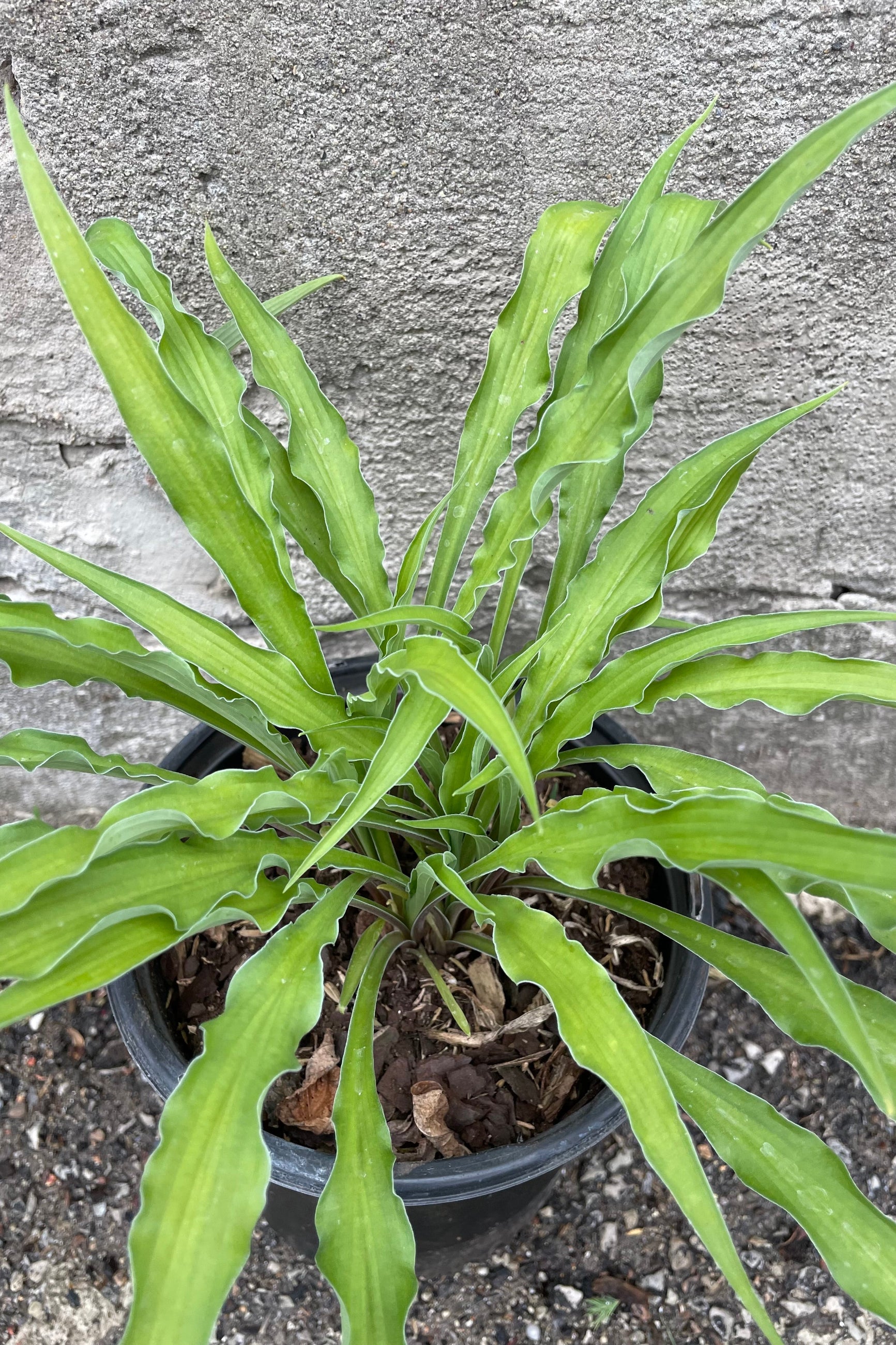 A close up picture of Hosta 'Curly Fries' the middle of May showing off its strapping long leaves against a concrete wall.  ©Sprout Home