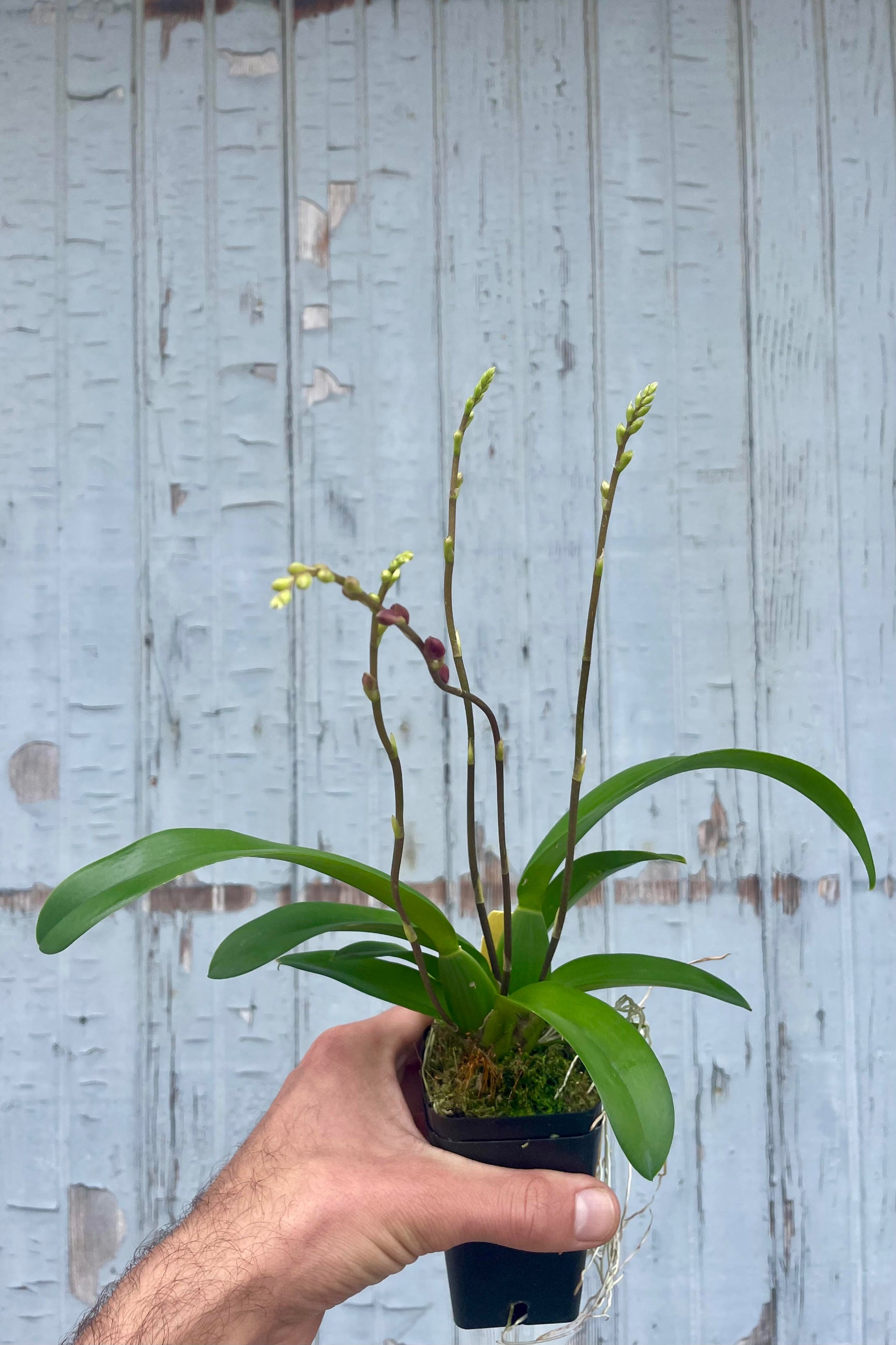 Photo of a hand holding a plant in a black pot against a gray wall. The plant is a Howeara orchid with long narrow green leaves and flower spikes of flower buds which are starting to show some red color to them.
