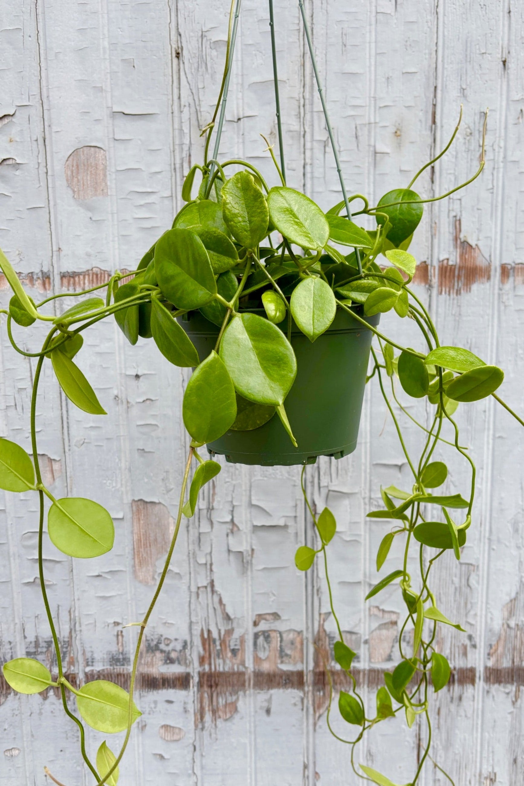 Hoya australis keysii with oval green leaves on vines against a grey wall ©Sprout Home
