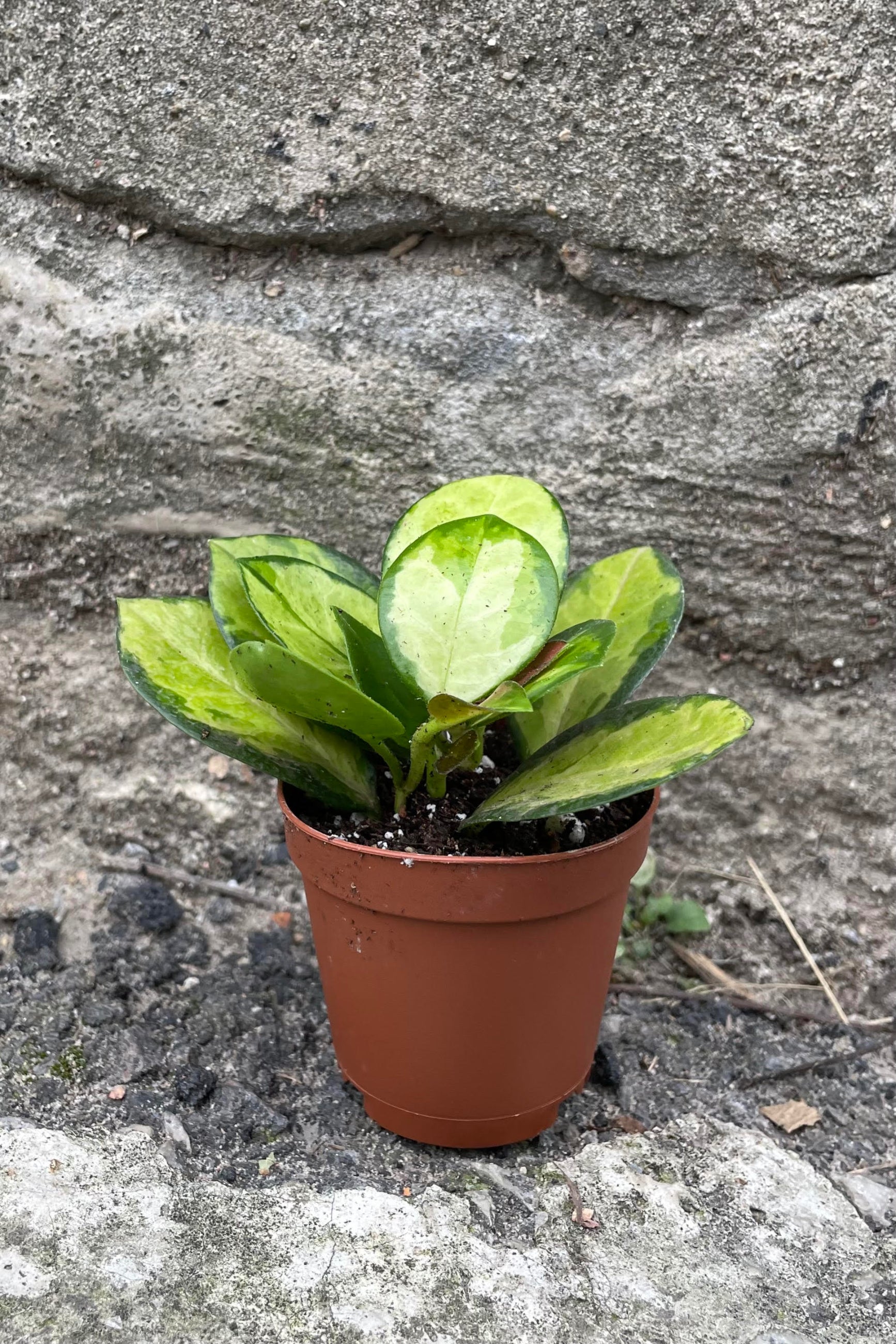 Photo of Hoya australis 'Lisa' waxflower plant in a clay colored pot against a cement wall.