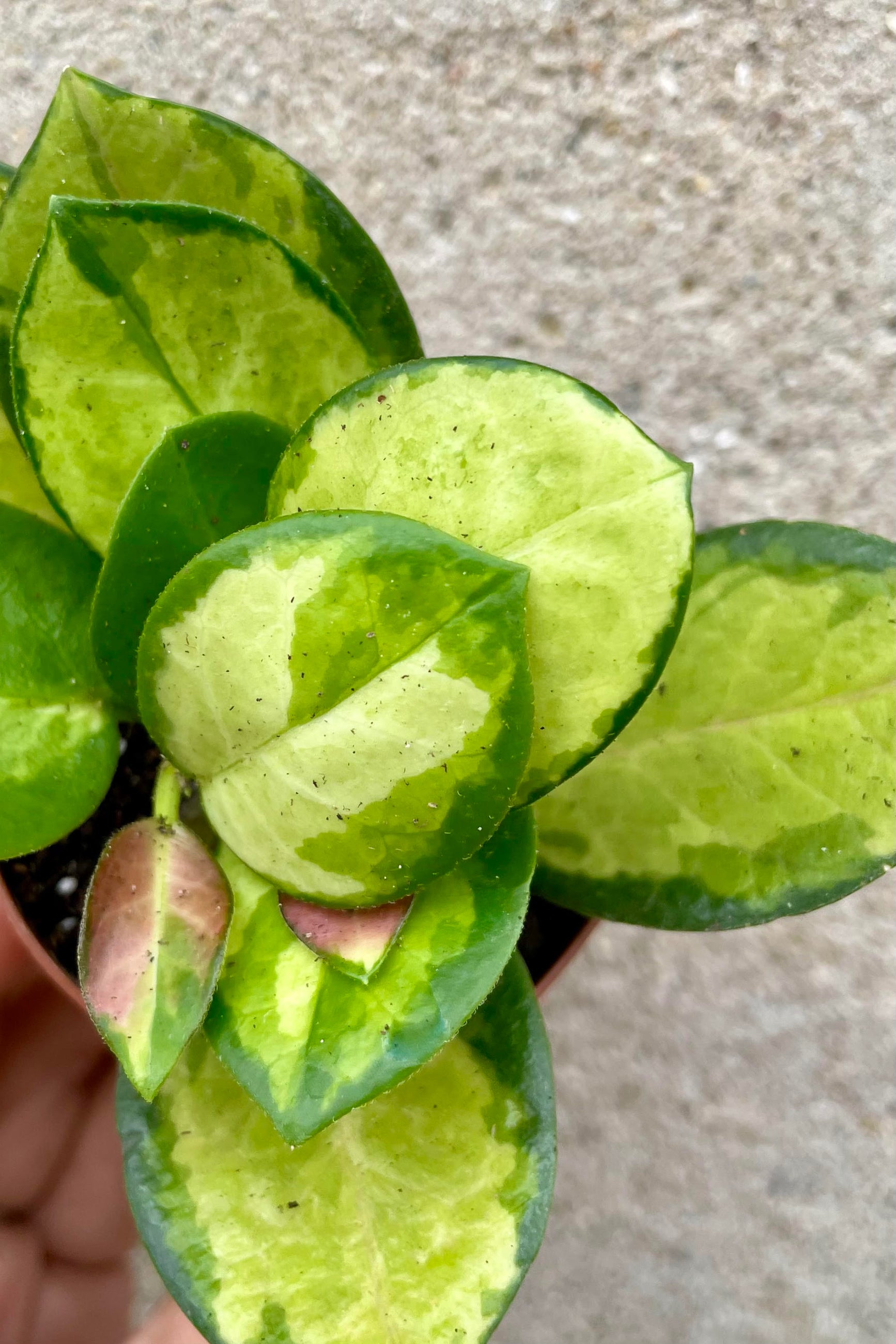 Close photo of colorful leaves of Hoya australis 'Lisa' against a cement wall.