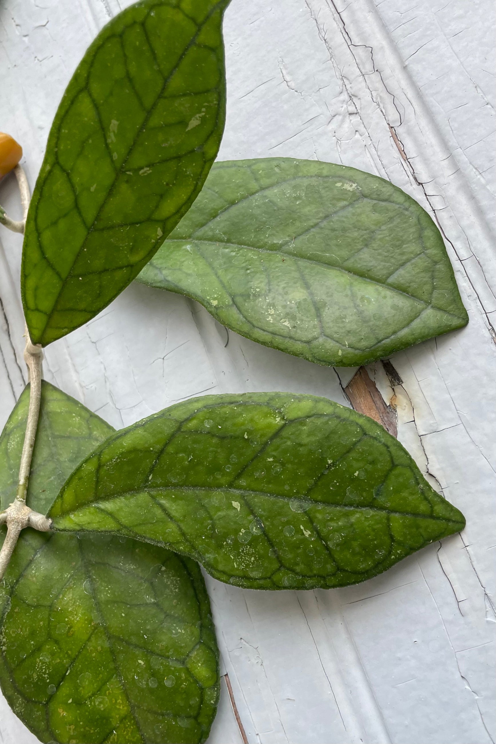 A detailed view of Hoya finlaysonii 4" against wooden backdrop