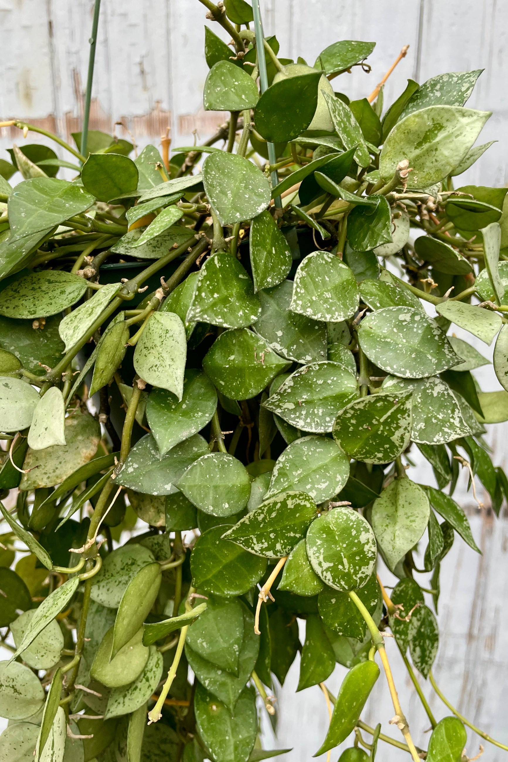 Hoya 'Eskimo' detail in a 6" hanging pot against a gray wood wall at Sprout-home