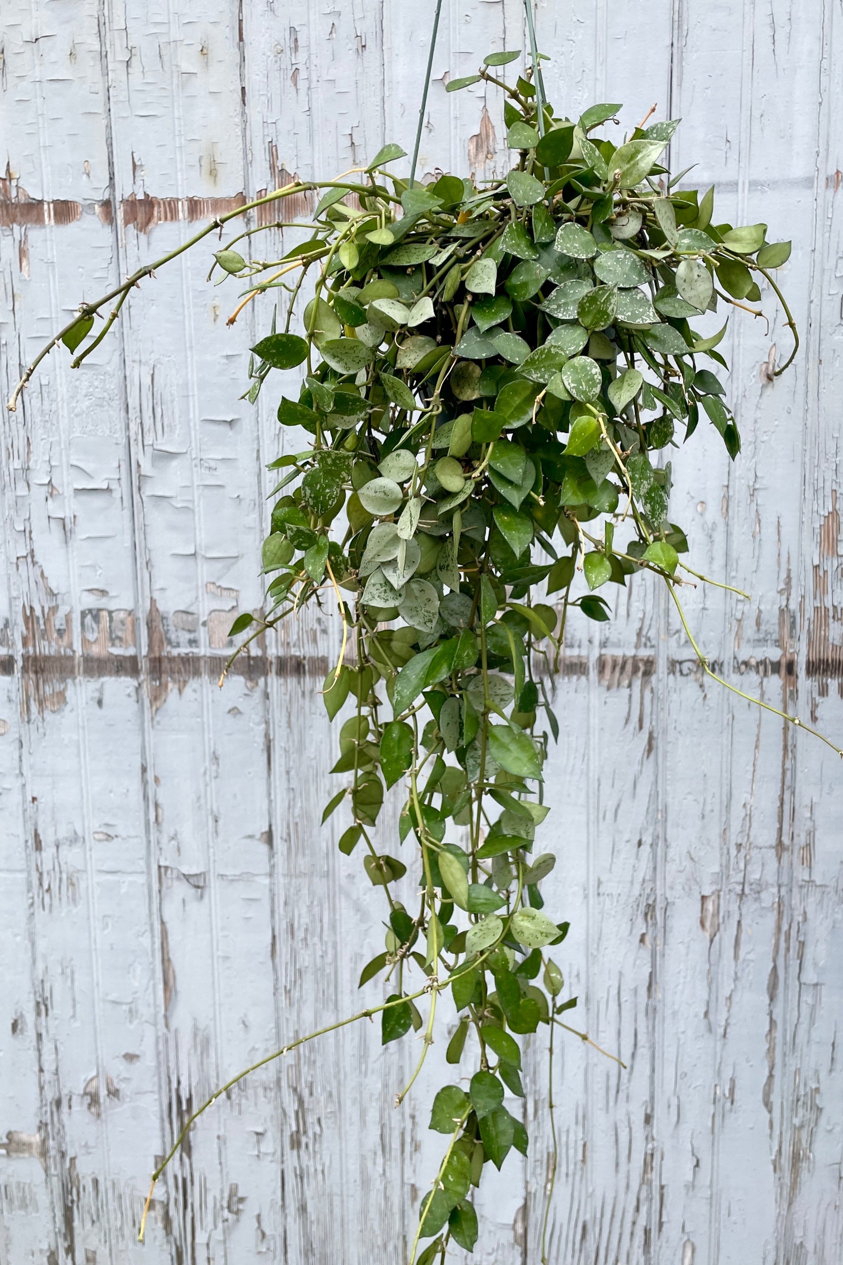 Hoya 'Eskimo' in a 6" hanging pot against a gray wood wall at Sprout-home