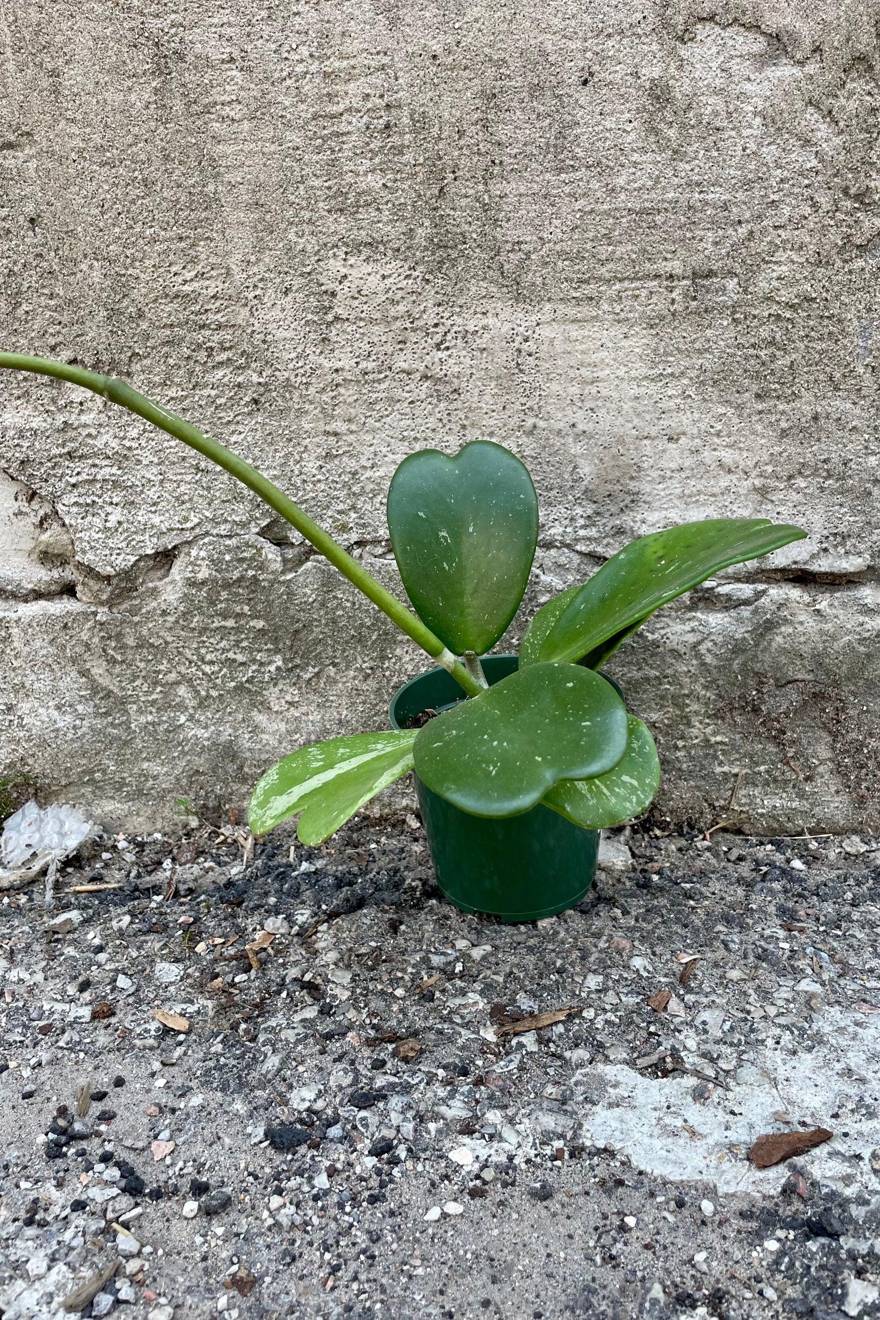Photo of Hoya kerrii 'Splash' in a nursery pot against a cement wall.