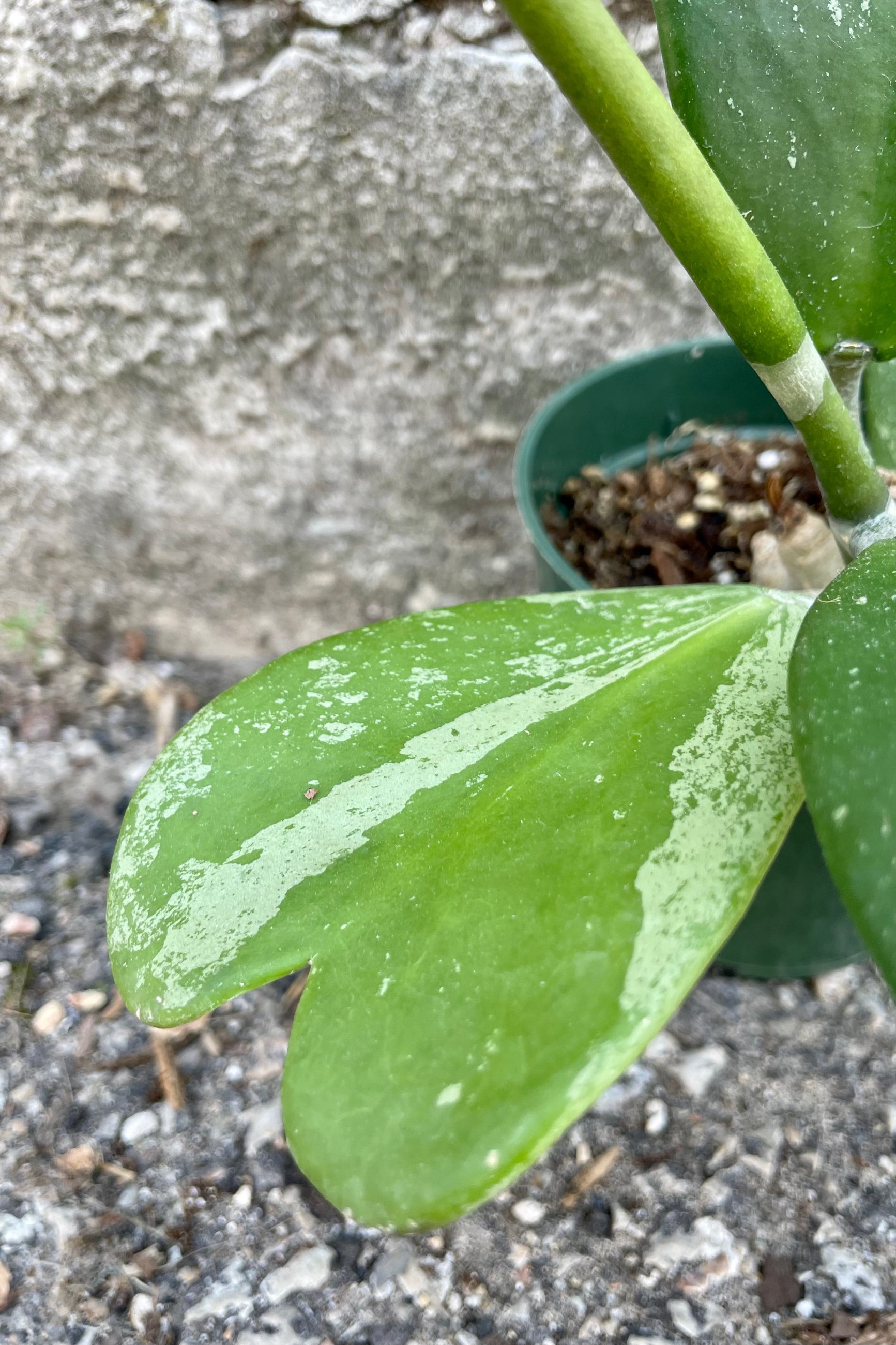 Close photo of heart-shaped speckled leaf of Hoya kerrii 'Splash' against a cement wall.