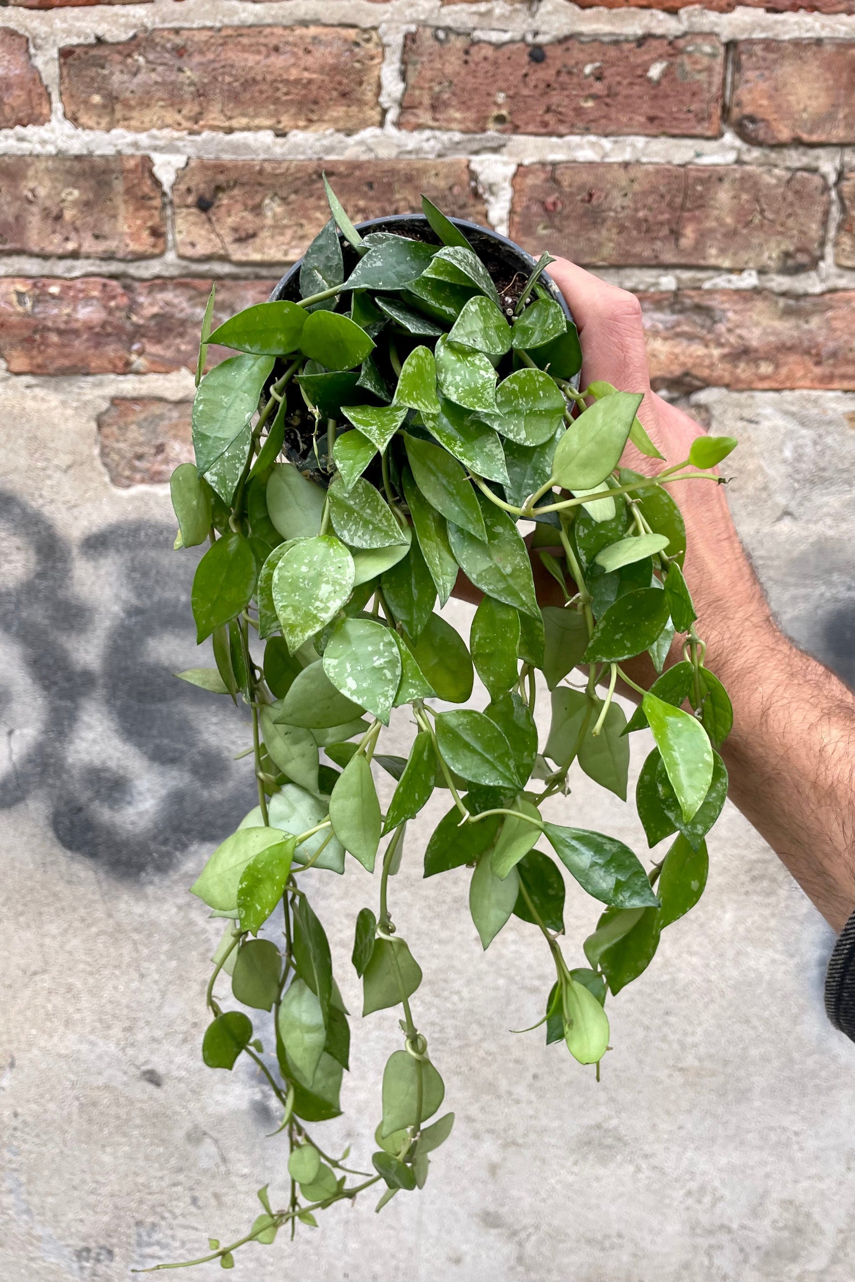 Photo of a hand holding a plant with small green leaves with spots of Hoya krohniana in a black nursery pot against a cement wall.