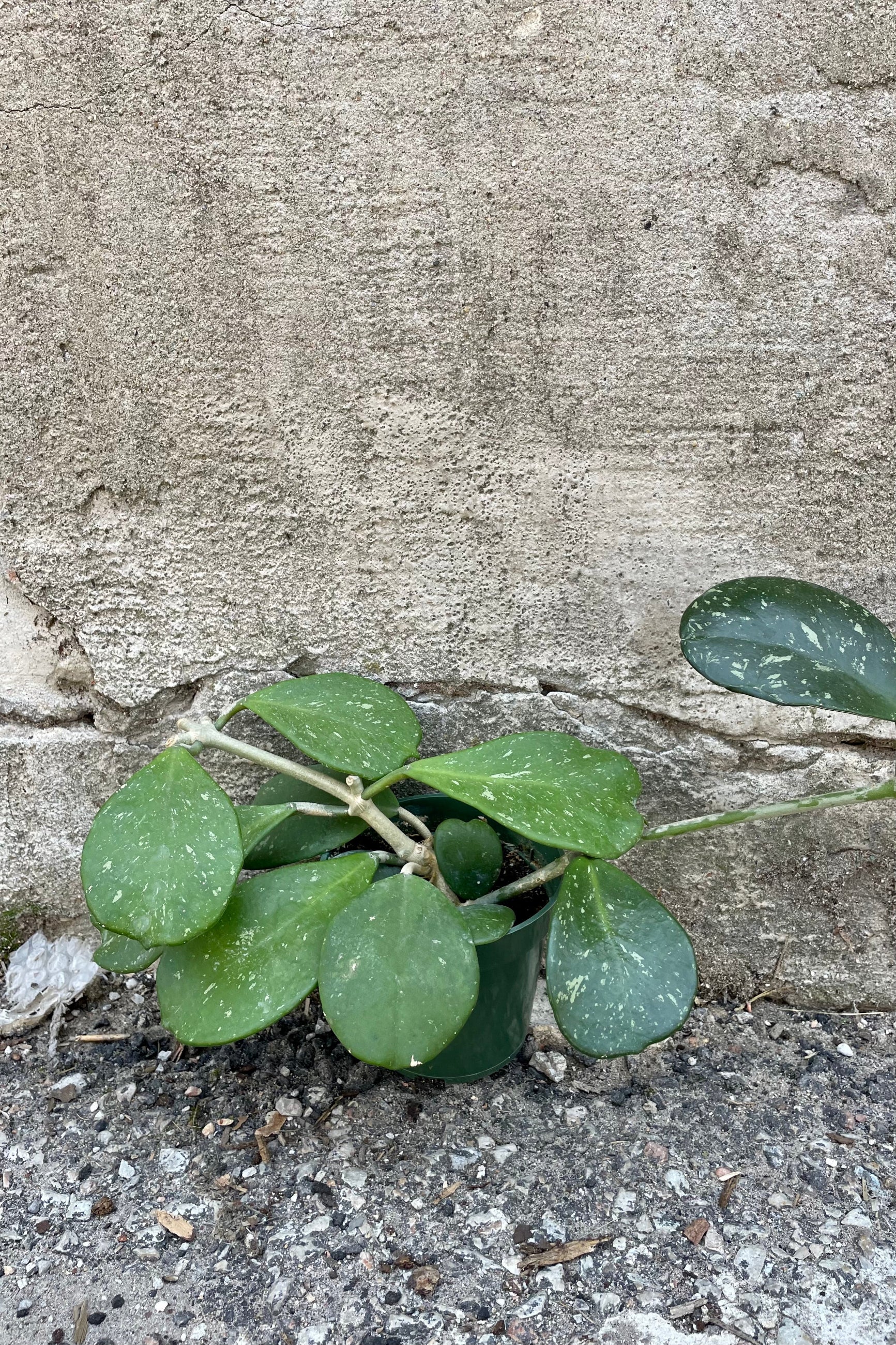 Photo of Hoya obovata 'Splash' in a nursery pot against a cement wall with vines and leaves.