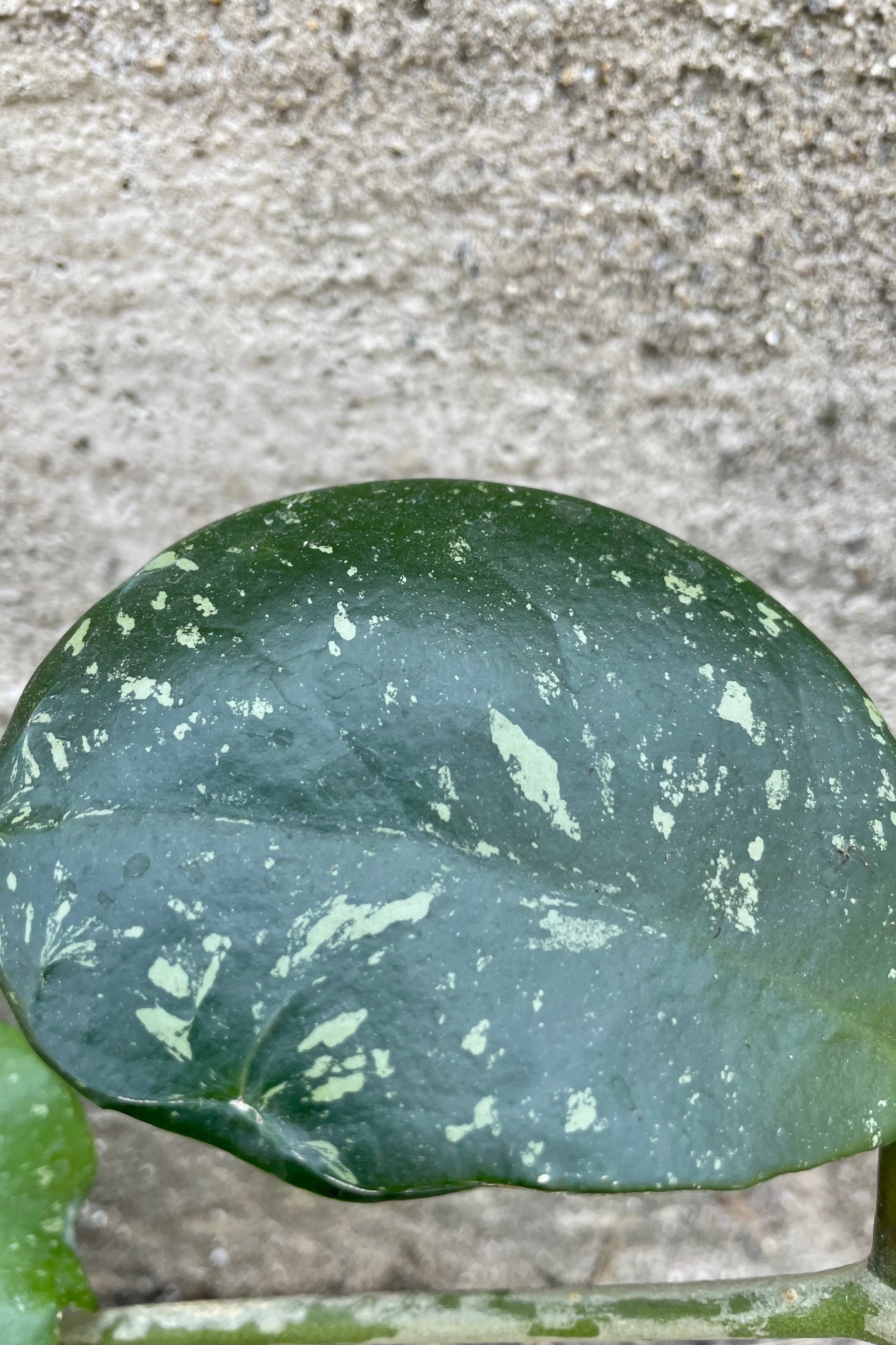 Close up photo of speckled leaf of Hoya obovata 'Splash' against a cement wall.