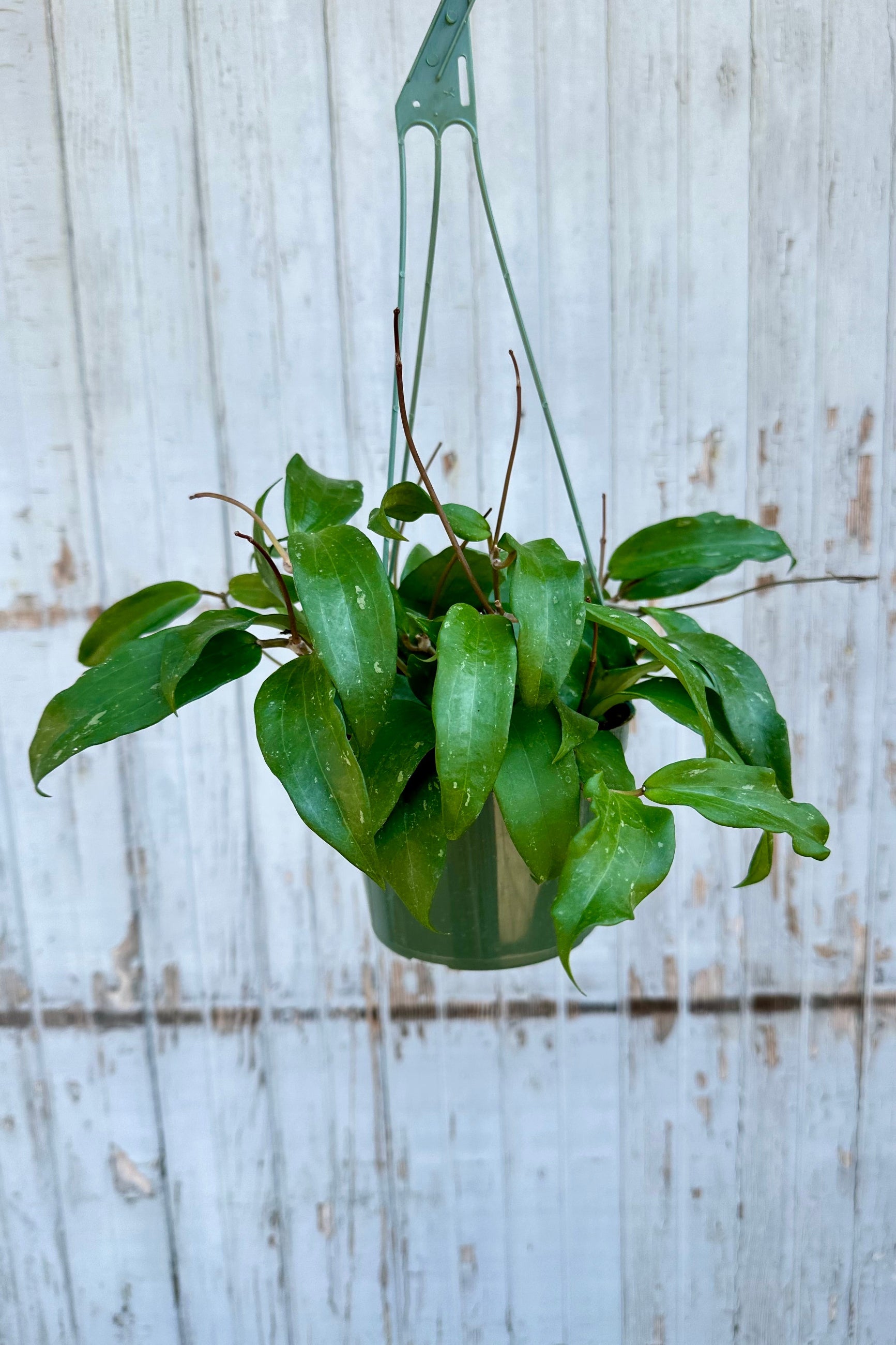 Hoy rigida in a 6" growers pot being held against a wood wall 