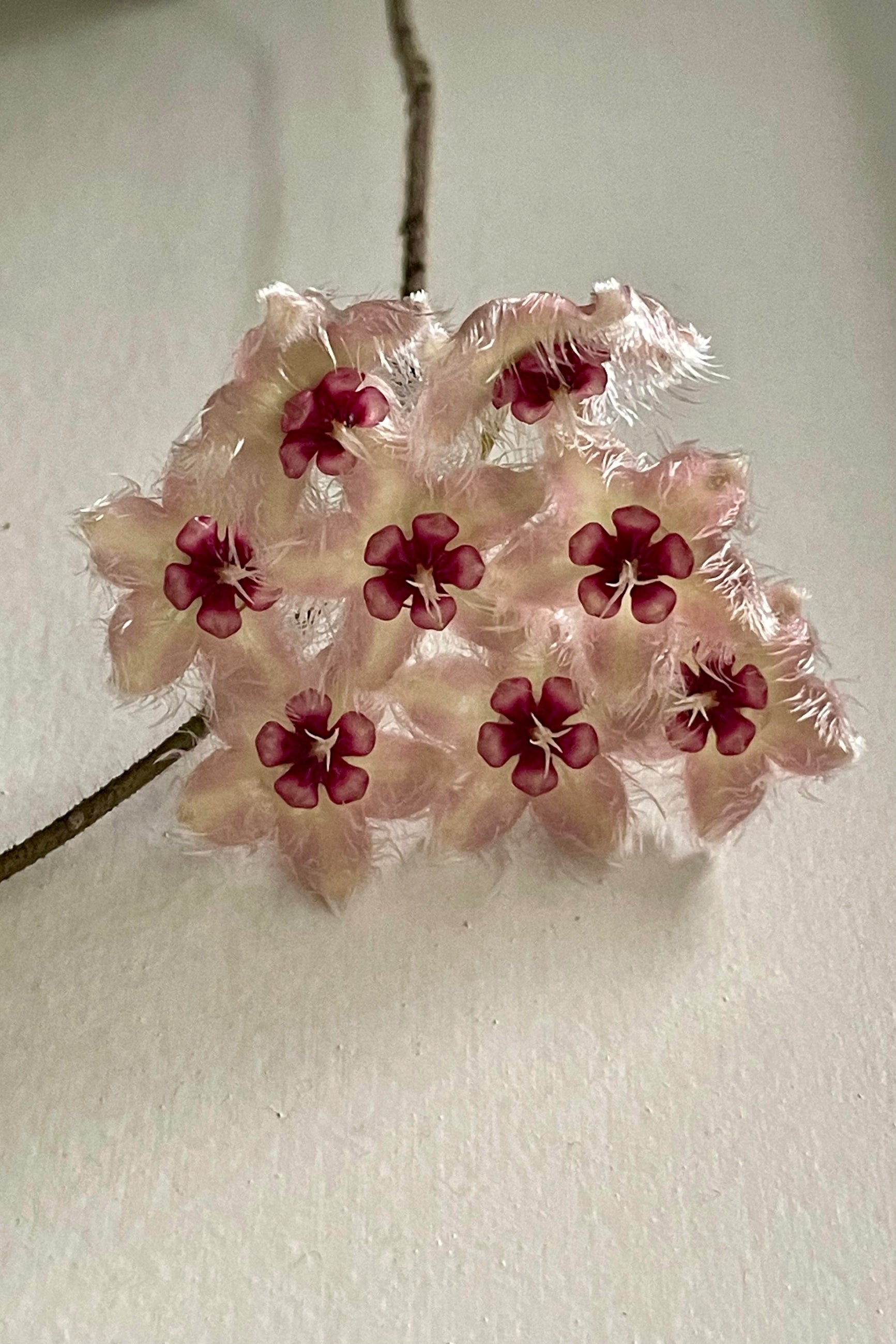 Photo of the flowers of Hoya caudata 'Sumatra' against a gray wall.