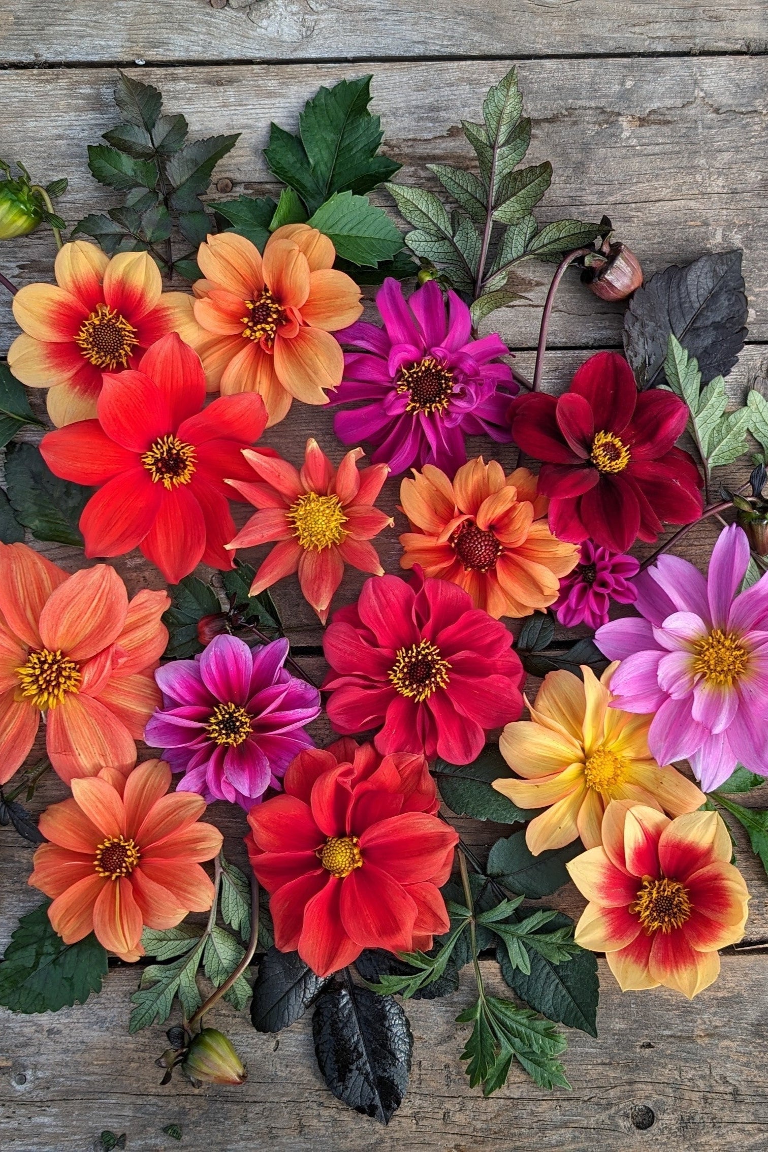 Various Bishop's Children Dahlia Flower heads laying on a wood table ©Hudson Valley Seed 