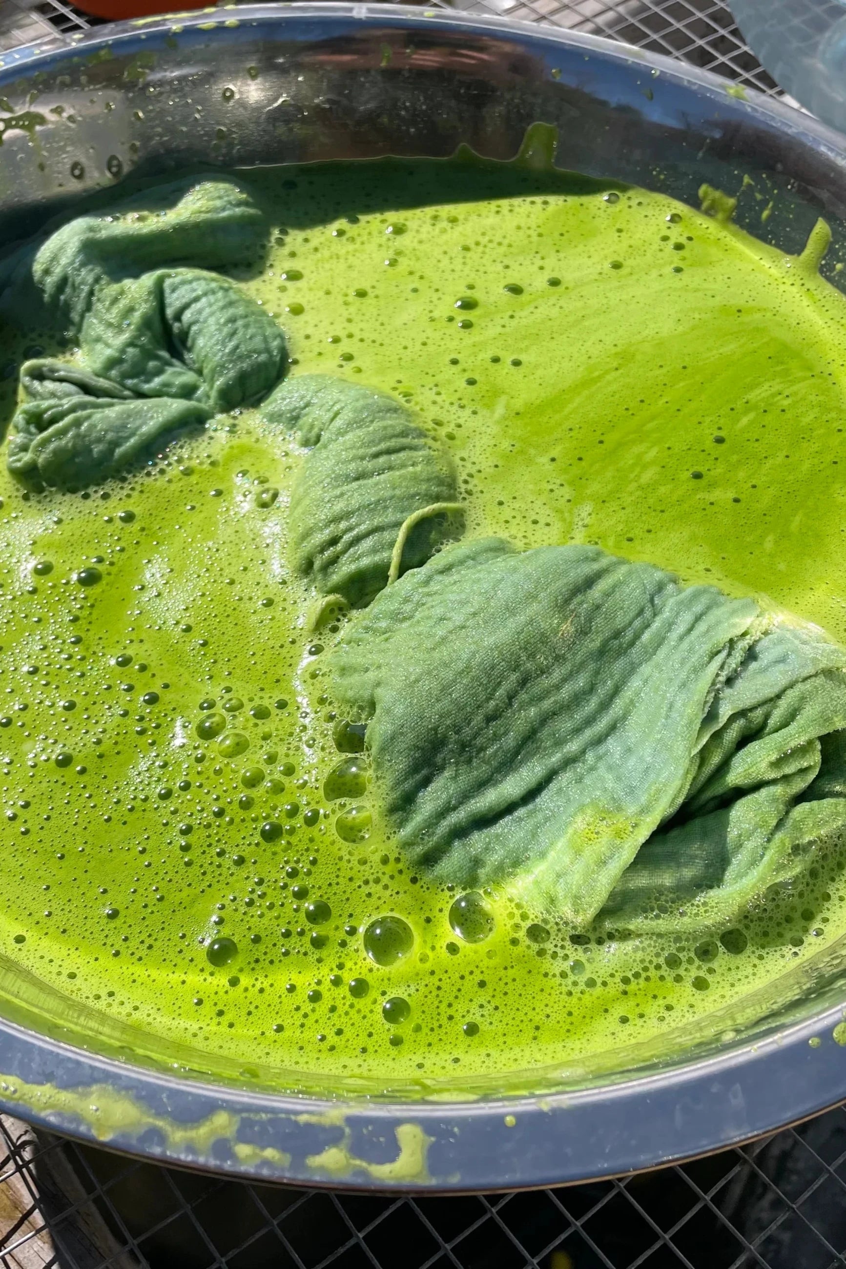 a rag soaking in a dye made of Japanese Indigo plant ©Hudson Valley Seed