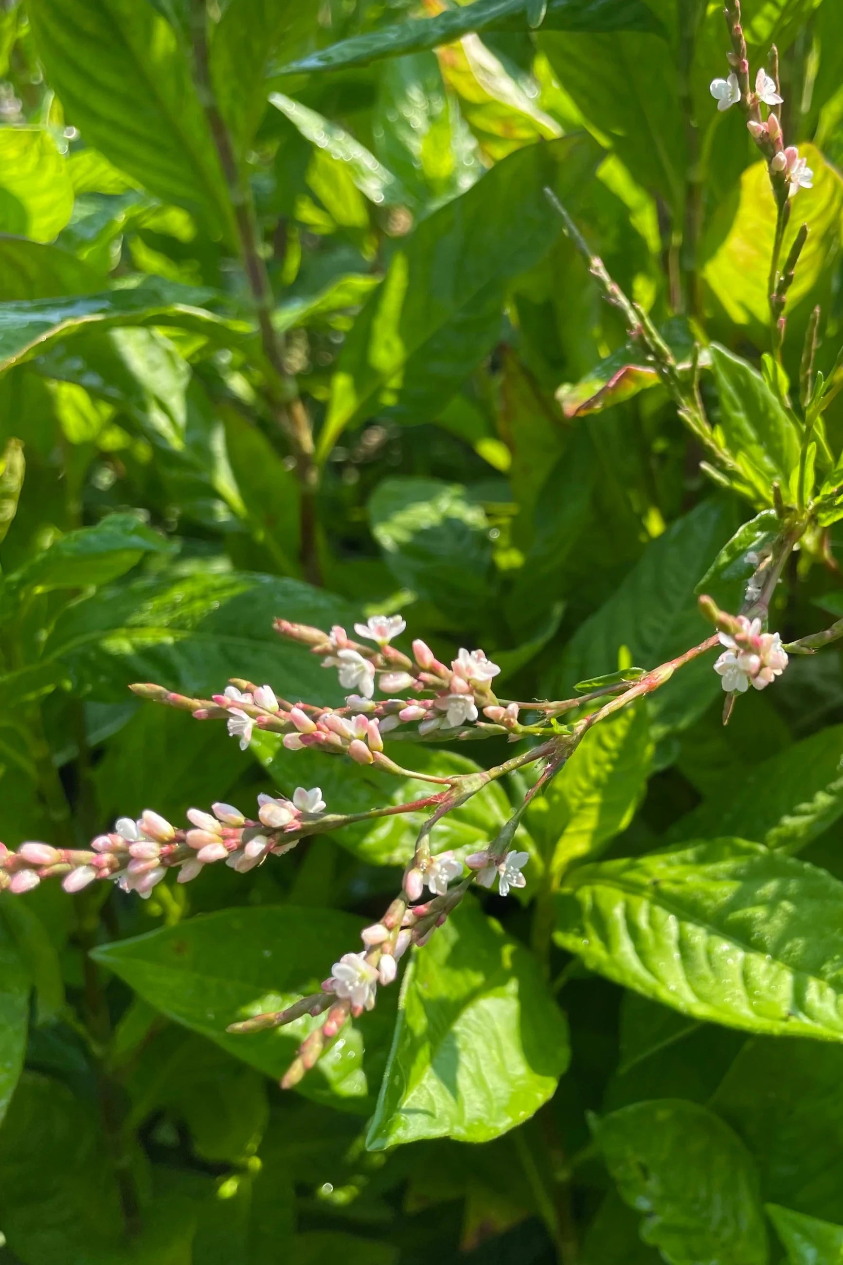 Japanese Indigo Plant up close and in bloom ©Hudson Valley Seed