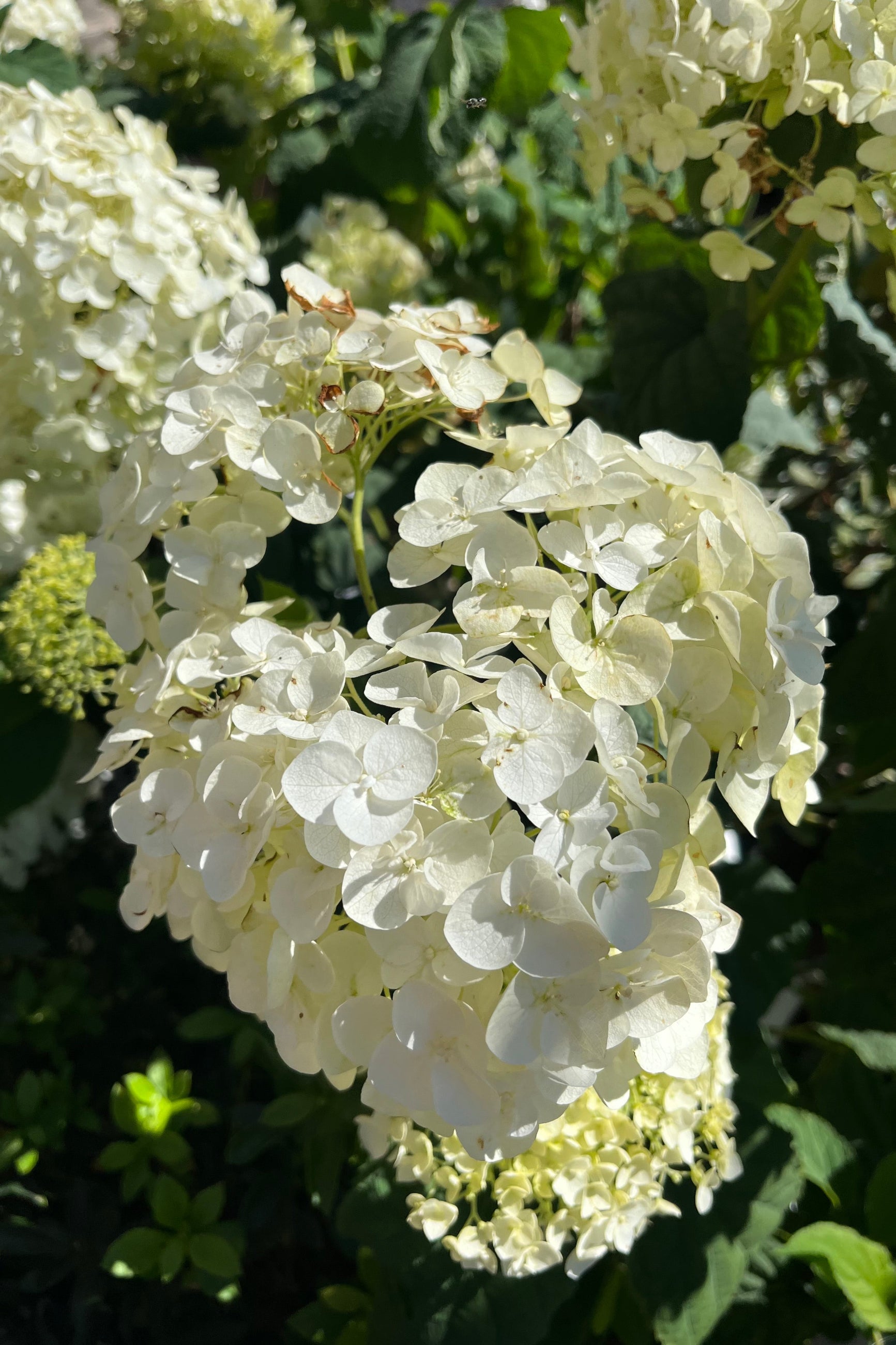 detail of 'Incrediball', or arborescens 'Abetwo' hydrangea showing it's massive flower in late August at Sprout-home ©Sprout Home