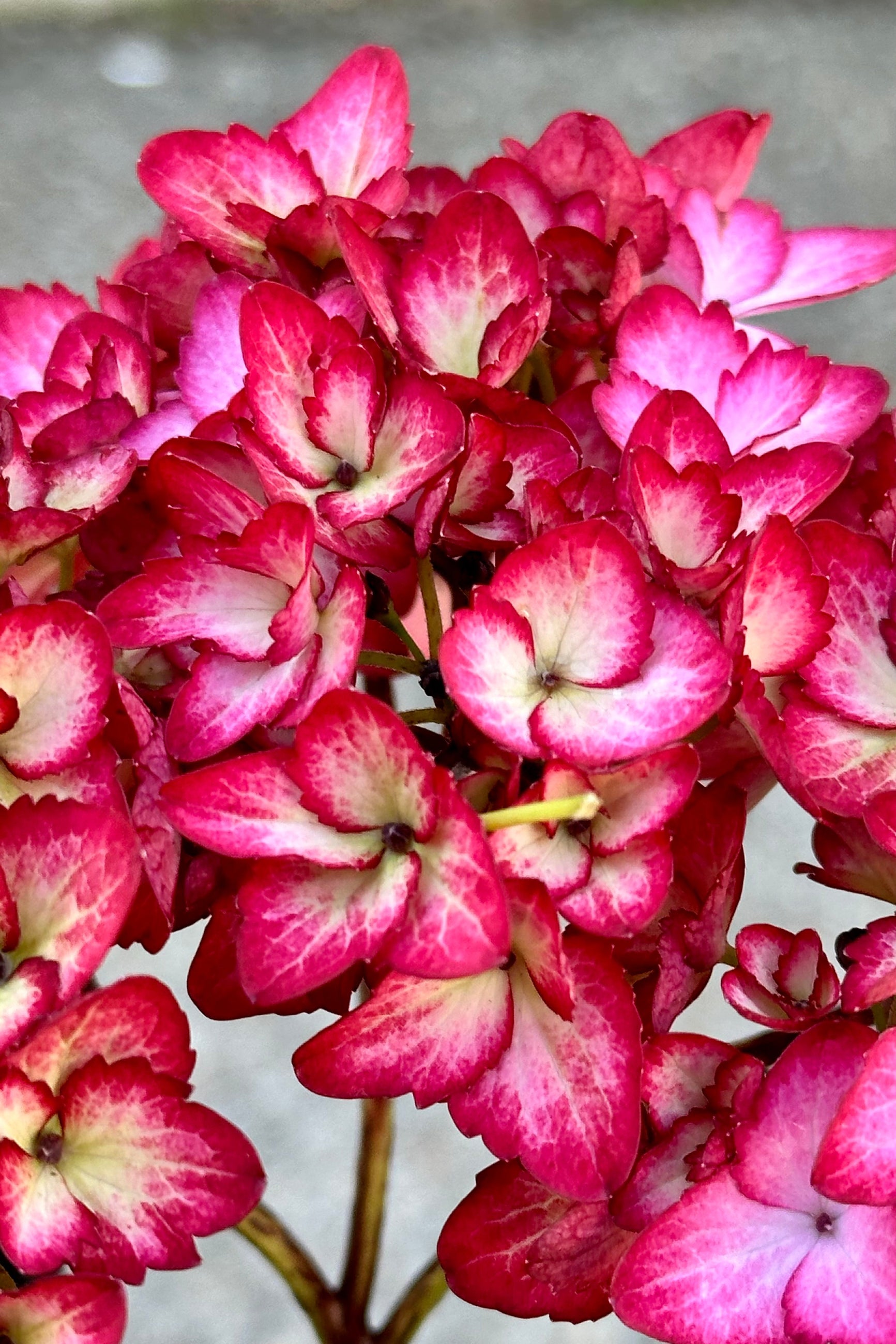 A detail of the rose red with cream centered flowers of the Hydrangea 'Eclipse' the end of April in the Sprout-home yard.  ©Sprout Home