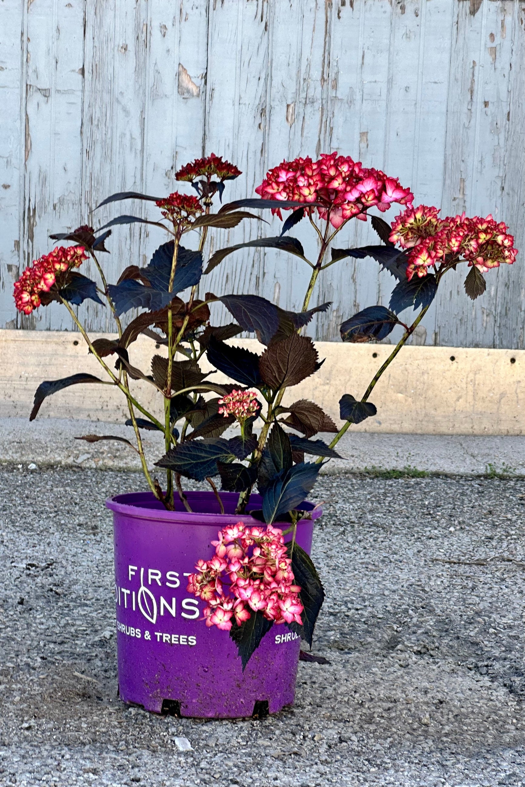 Hydrangea 'Eclipse' in a #2 growers pot the end of April against a wood wall.  ©Sprout Home