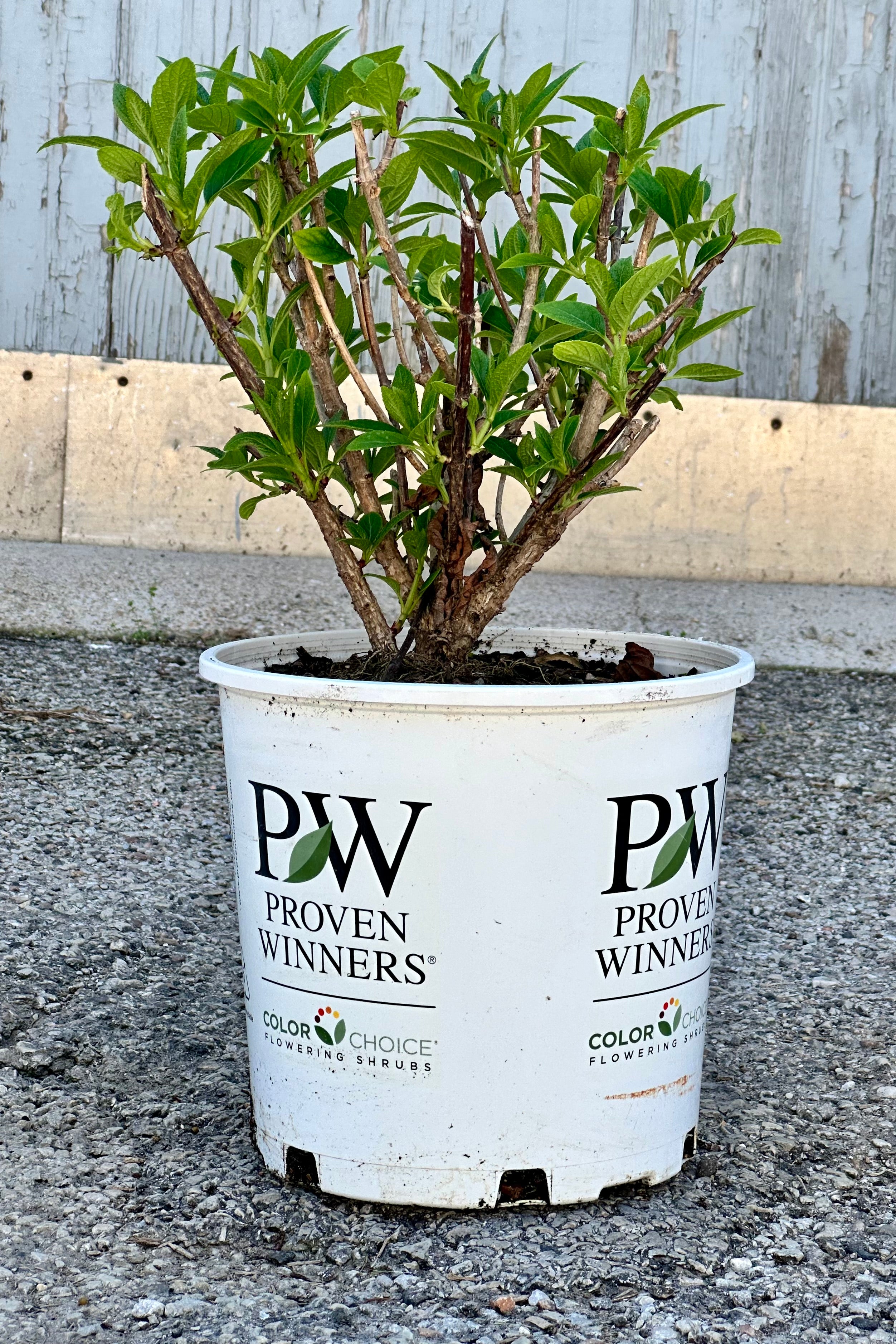 Hydrangea 'Little Quick Fire' shrub in a #2 growers pot with its fresh new leaves the end of April. 
