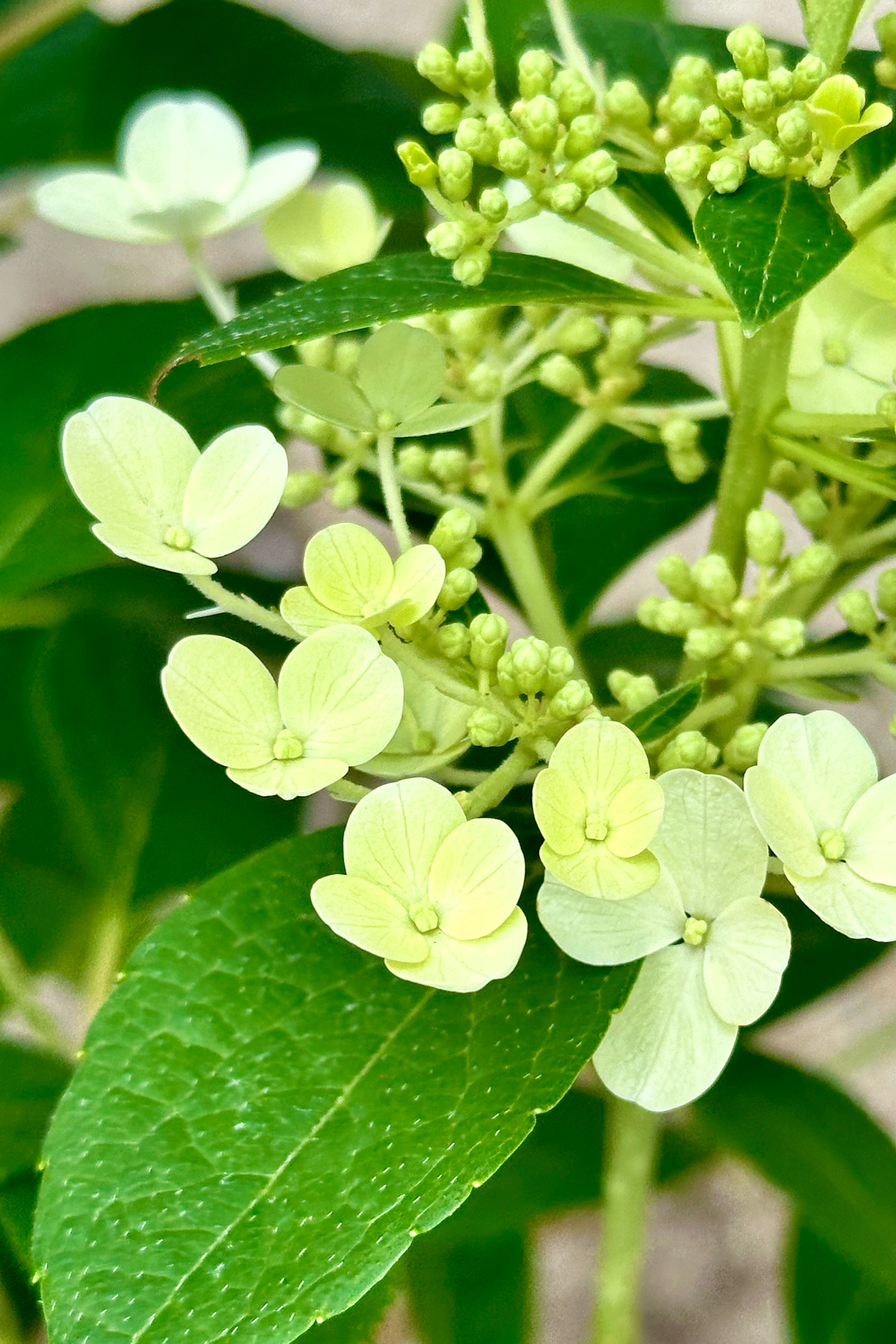 Hydrangea 'Little Quick Fire' in bud and bloom showing the Cream colored flowers up close the middle of June