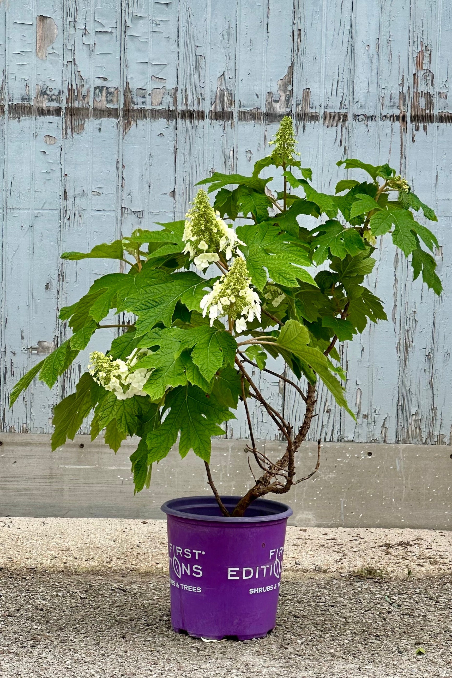 Hydrangea 'Jetstream' in bud and bloom the beginning of June in a #2 growers pot ©Sprout Home