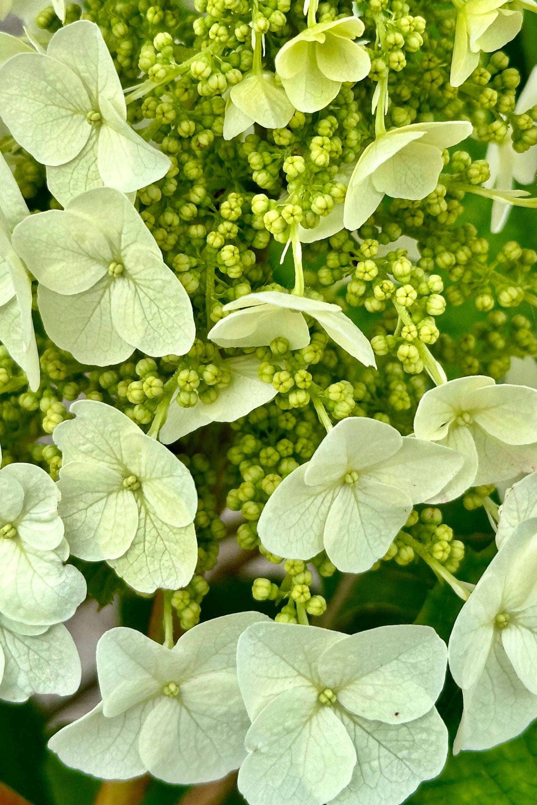 A close up of the bud and bloom of the Hydrangea 'Jetstream' the beginning of June at Sprout-home.  ©Sprout Home