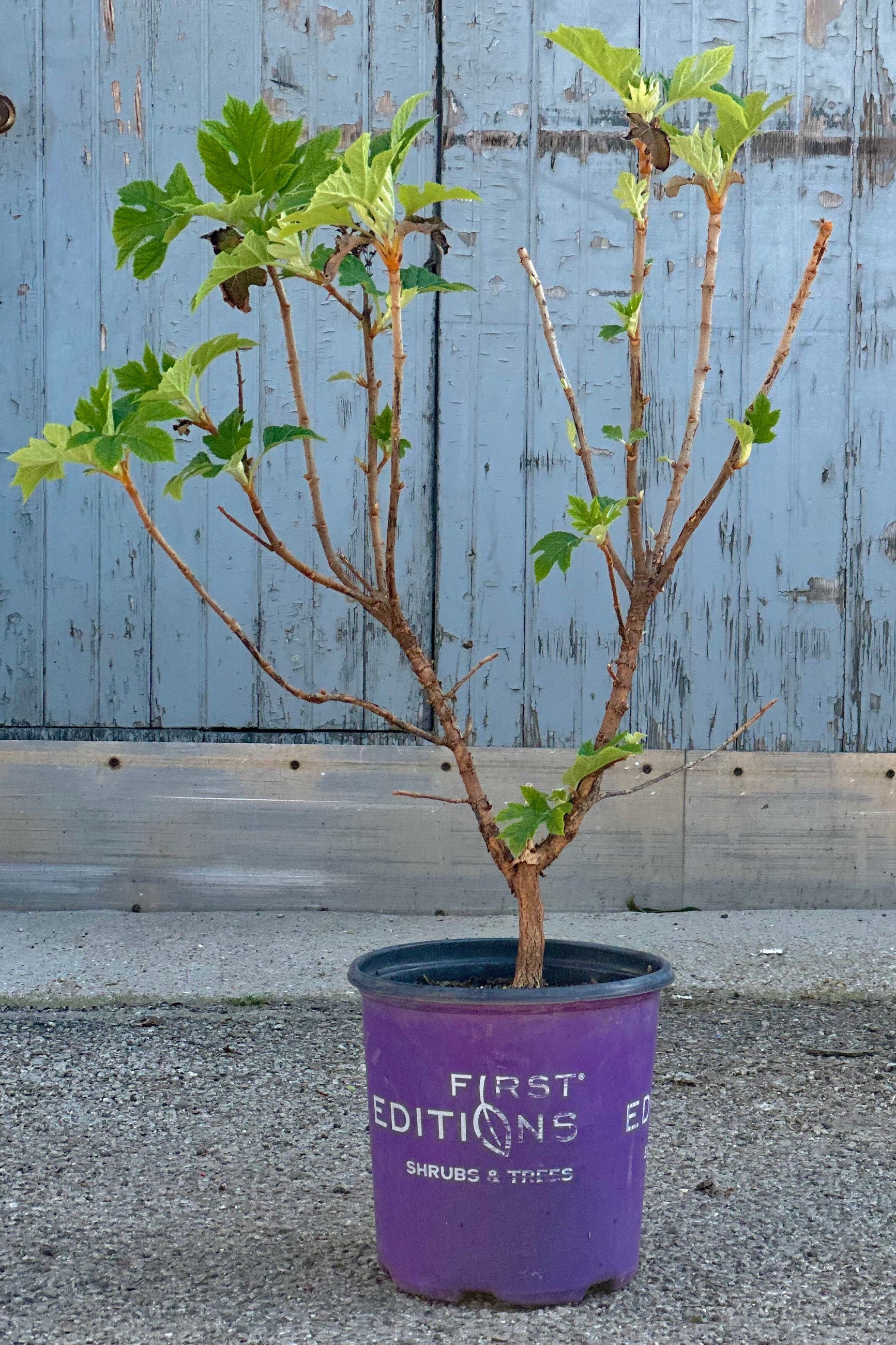 Hydrangea 'Jetstream' in a #2 growers pot the end of April with its new green leaves just starting to fill out.  ©Sprout Home