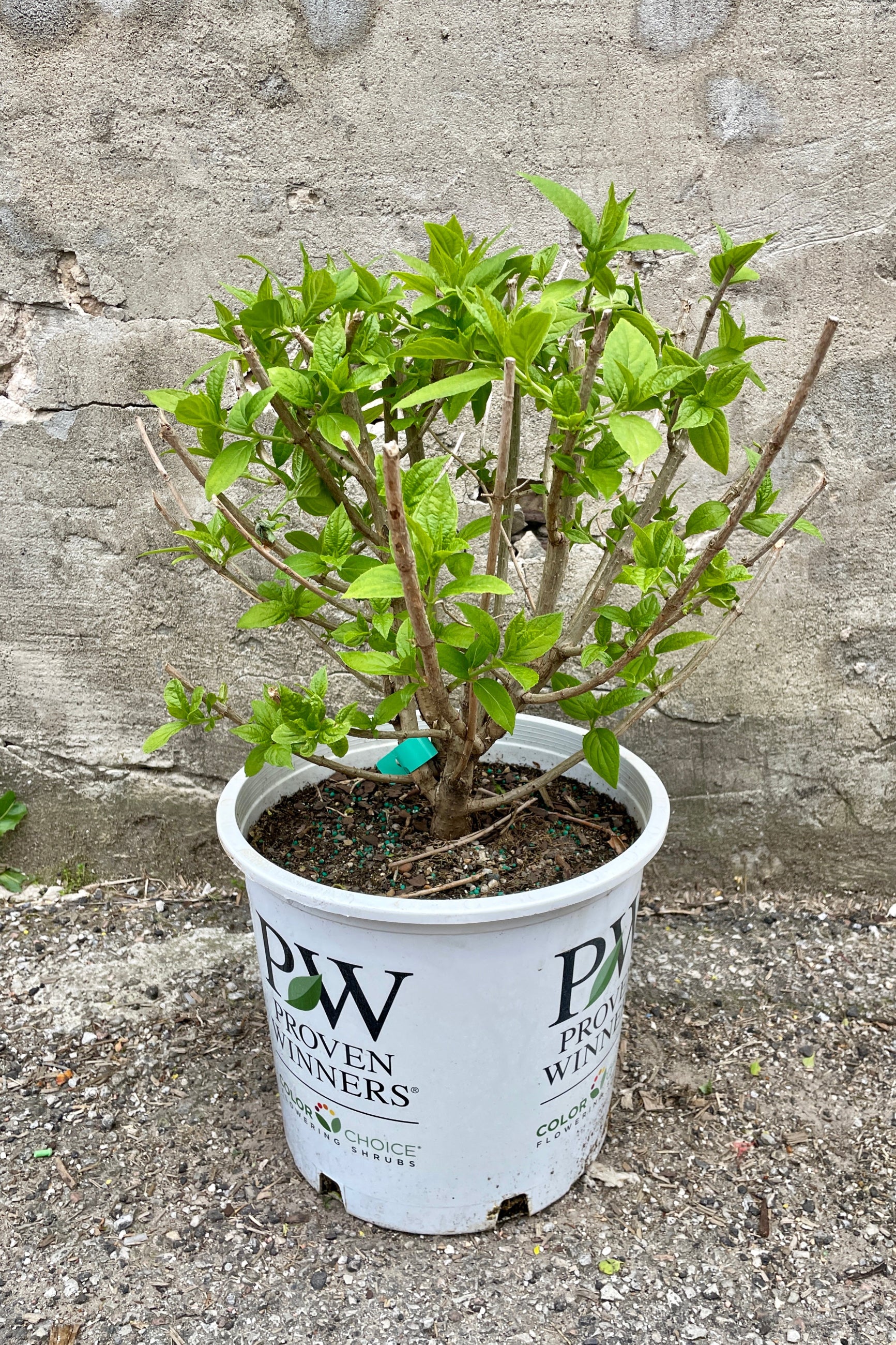 Hydrangea 'Limelight' in a #5 growers pot with its new spring fresh leaves the end of April, well before budding.  ©Sprout Home