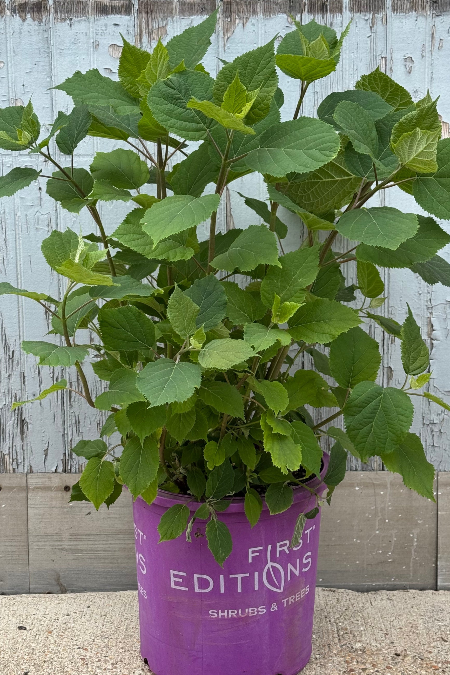 Hydrangea 'Flowerfull' showing full foliage in mid May. Shown in a purple pot in front of a gray wall. © Sprout-home