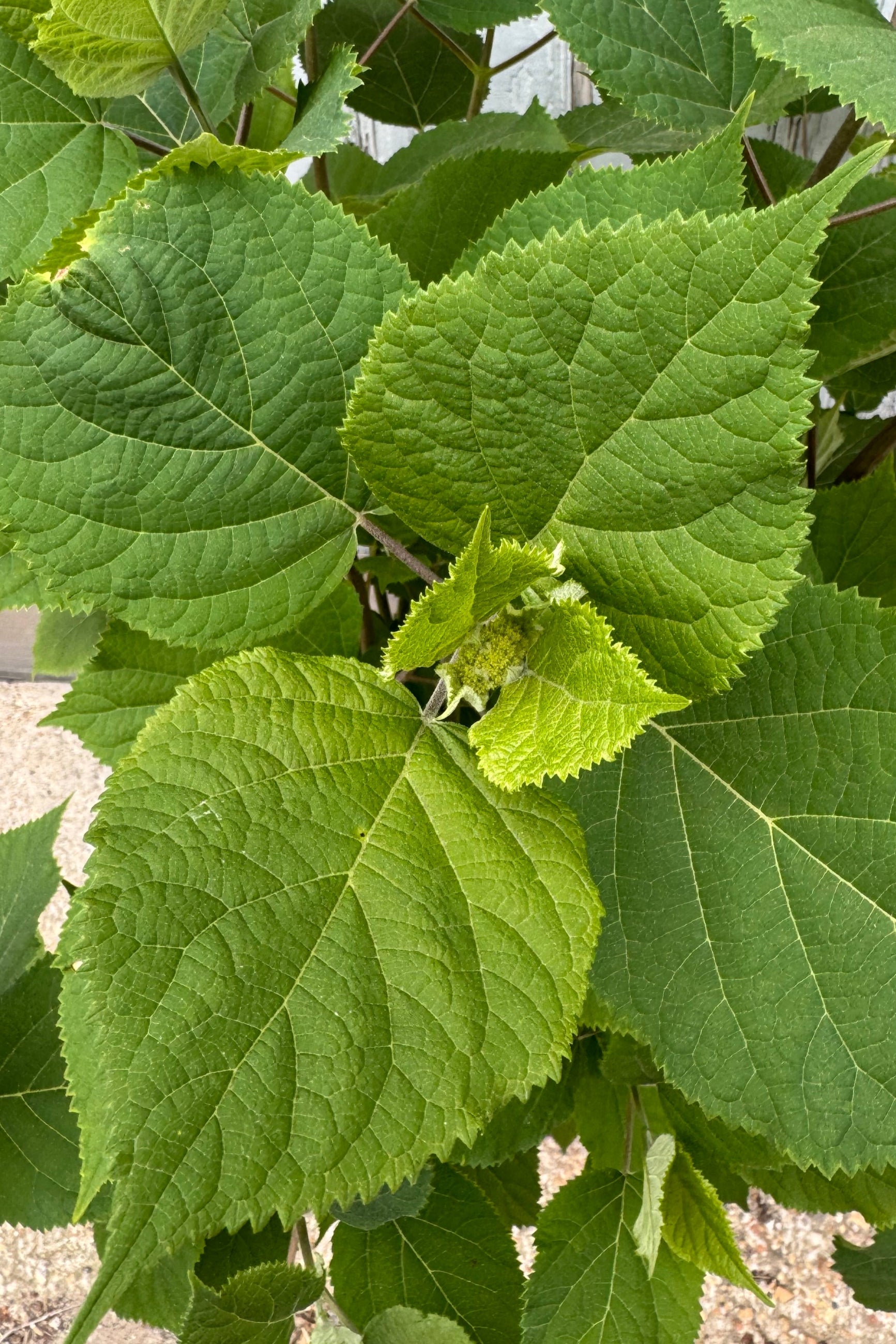 Close photo of Hydrangea 'Flowerfull' with a small flower bud present. Plant is shown in mid May. © Sprout-home