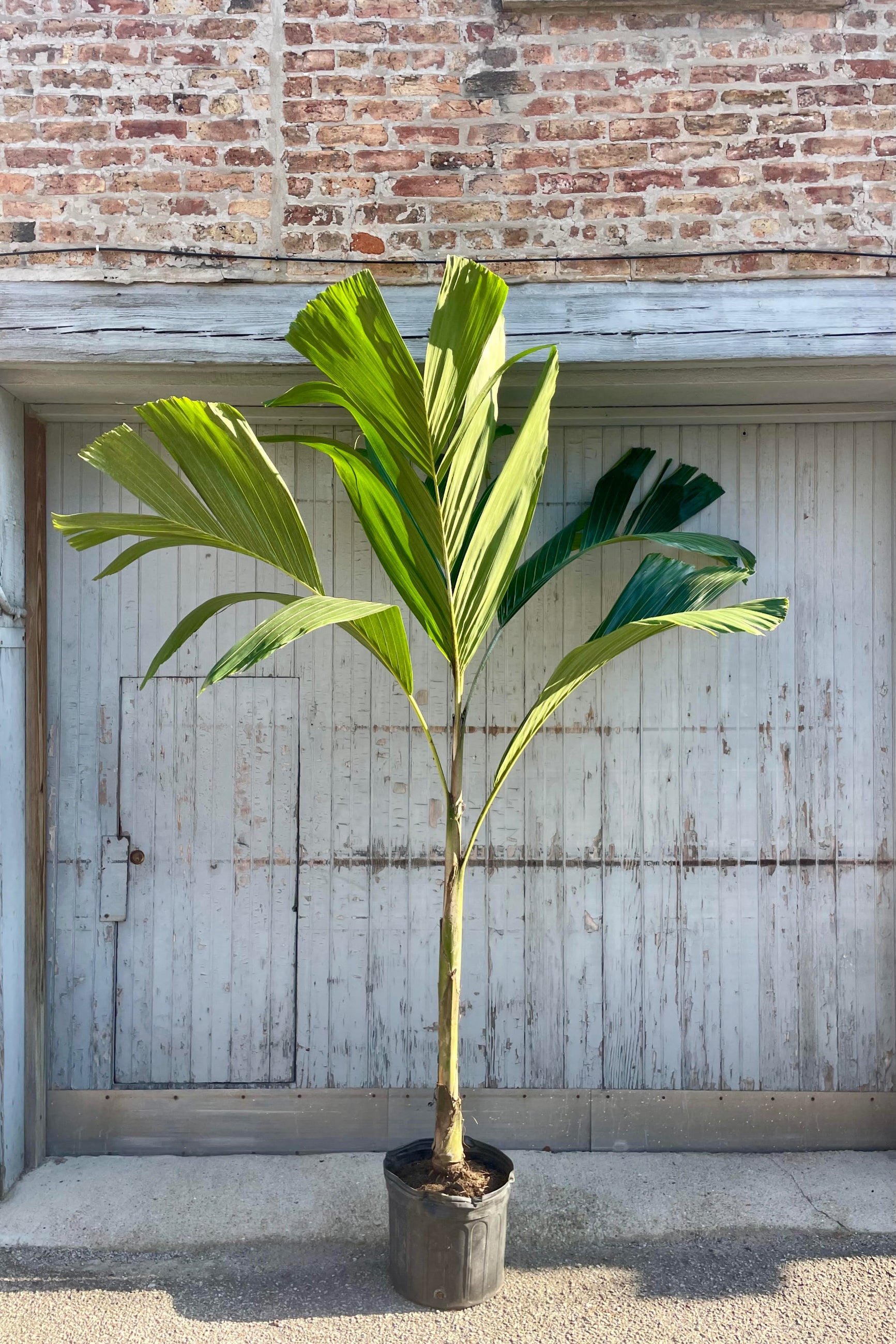 Photo of an Obi Island Palm, Hydriastele, in a black pot against a gray and brick wall.
