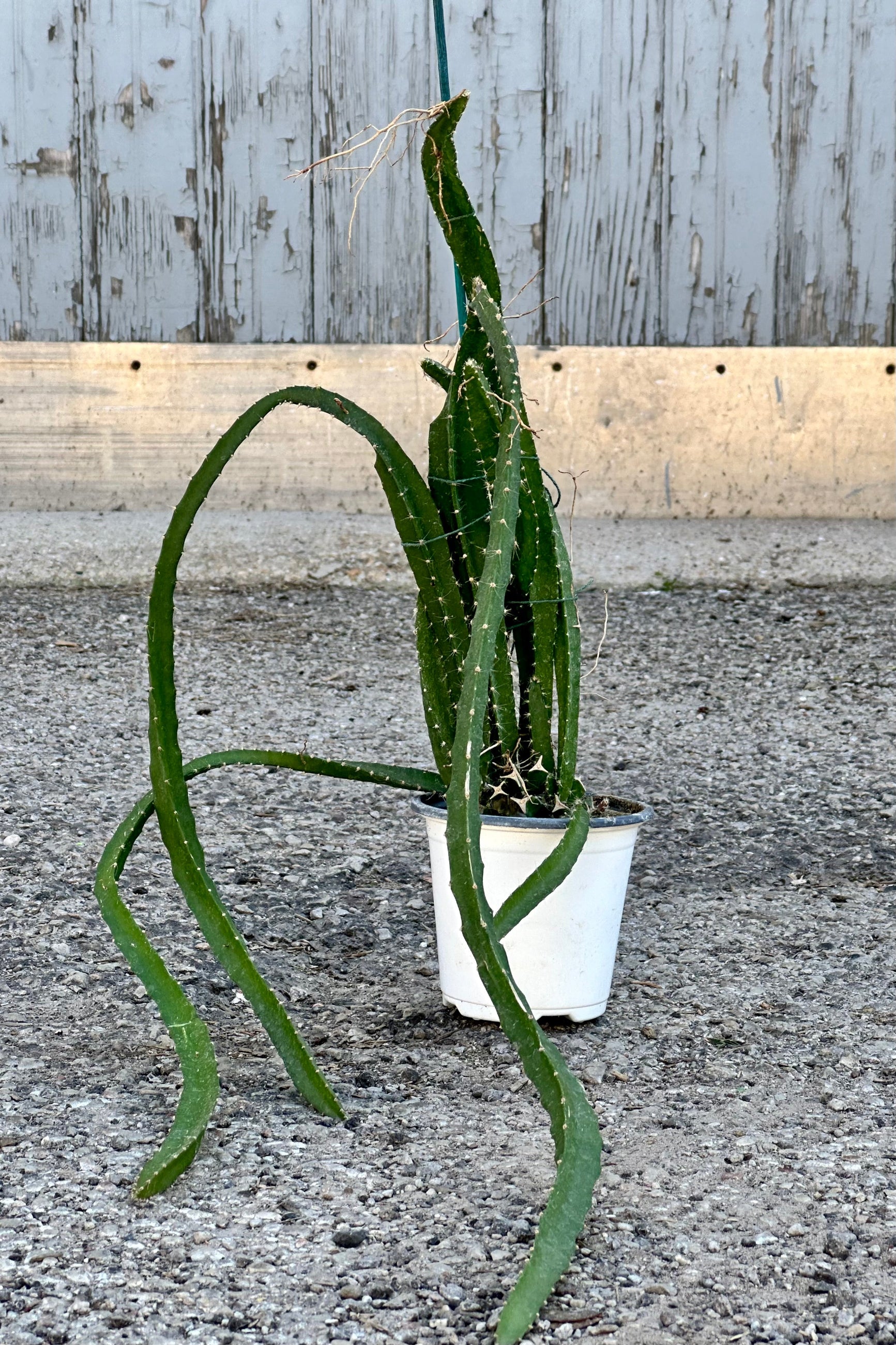 Hylocereus 'Dragon Fruit' plant in a 4" growers pot sitting on concrete at Sprout-home. 
