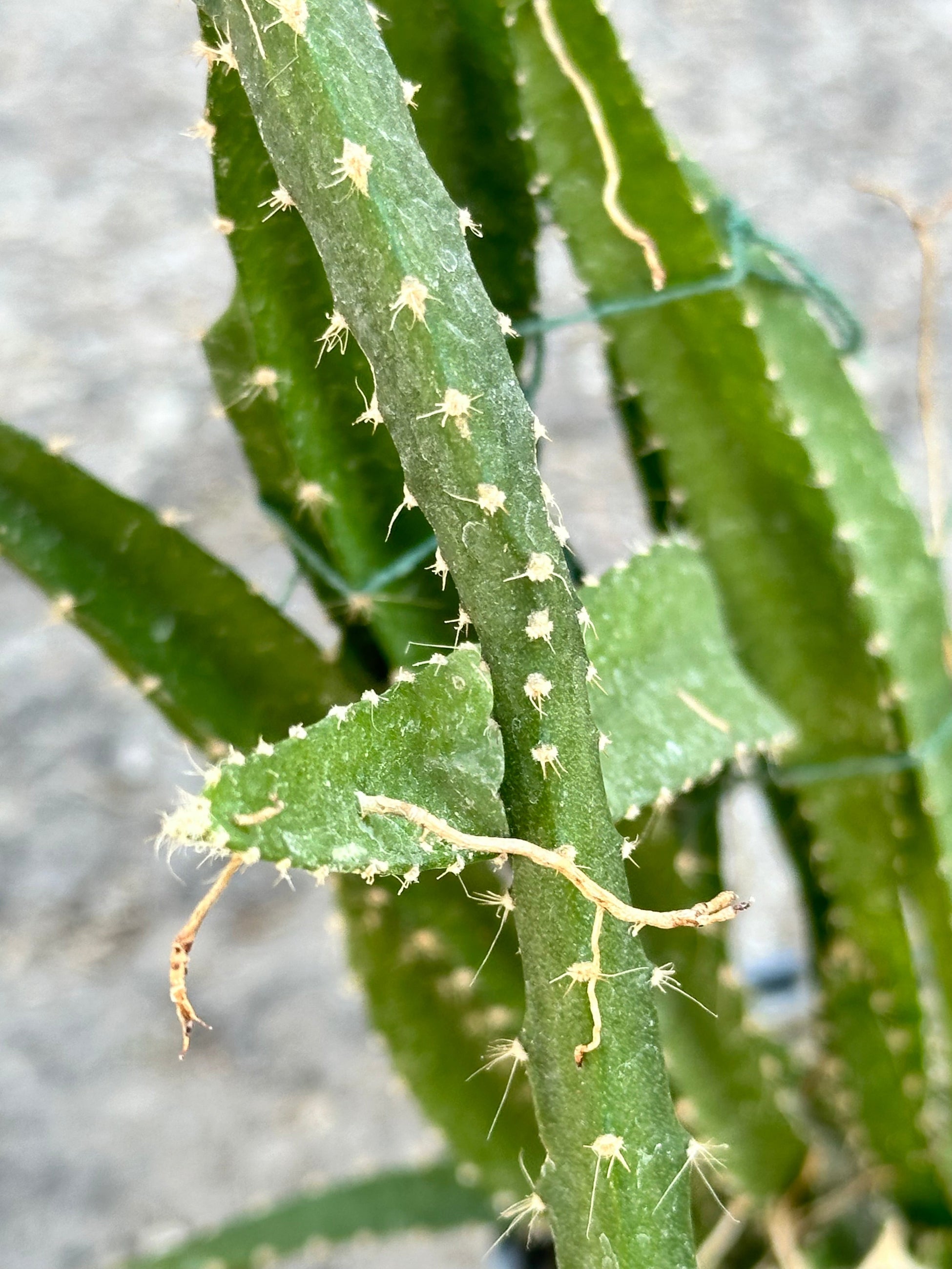 up close picture of the leathery and furry looking limbs of the Hylocereus 'Dragon Fruit' plant at Sprout-home