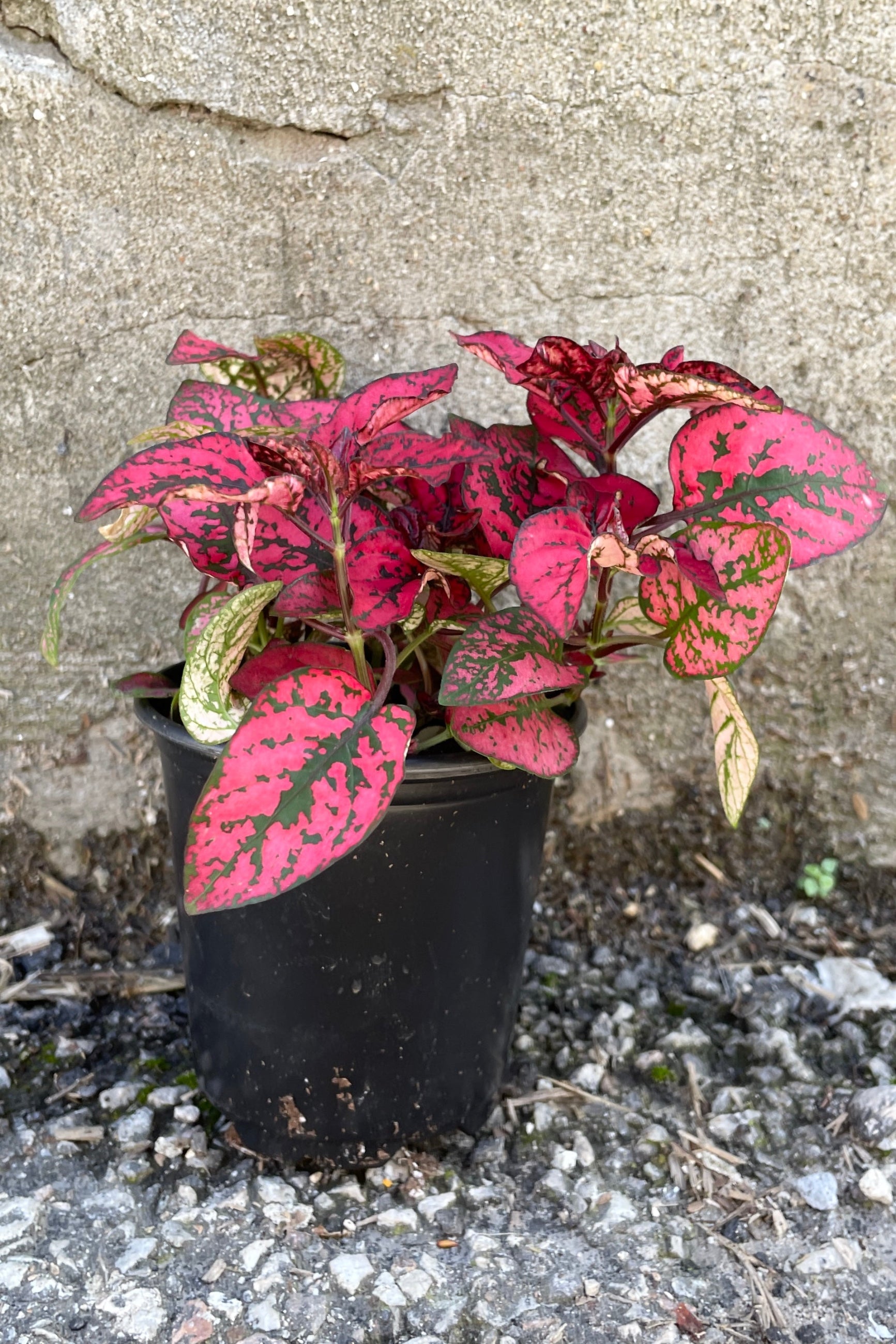 Hypoestes in a Red color growing in a 4" growers pot against a concrete wall. 
