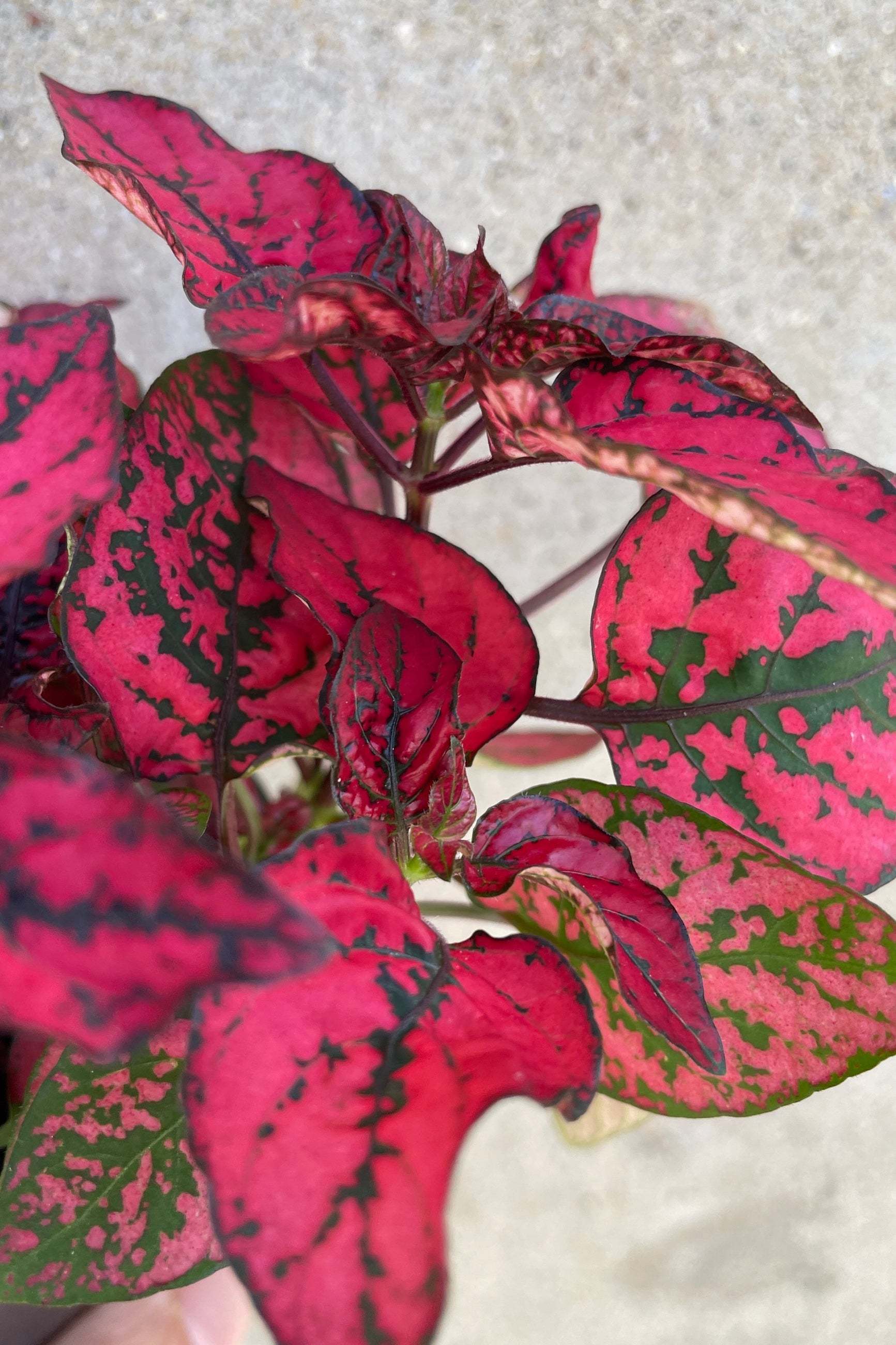 A red Hypoestes "Polka Dot" plant up close showing the red and green marbled leaves.  