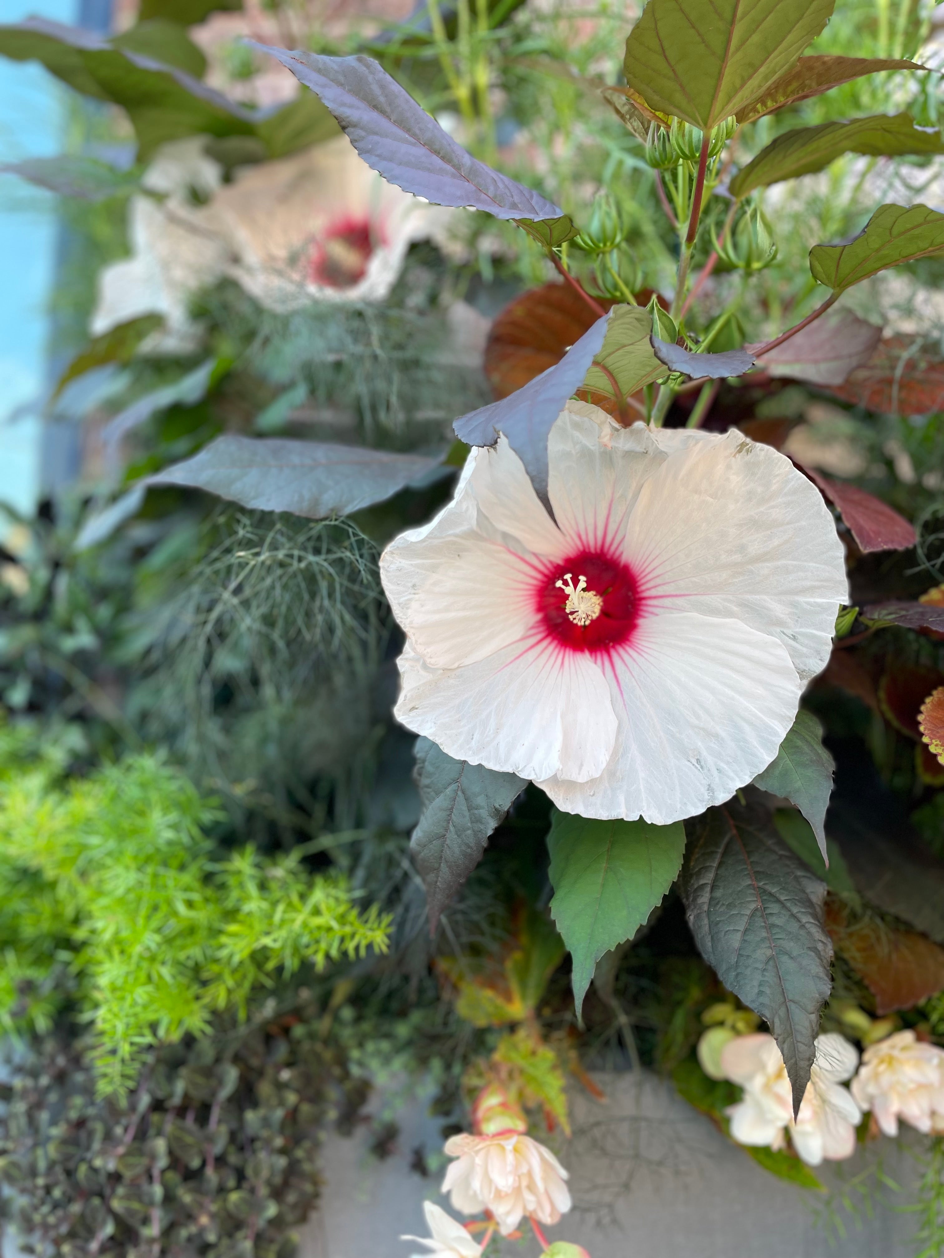 Textured foliage in shades of burgundy, brown and green with white flowers, up close,  at Sprout-home.