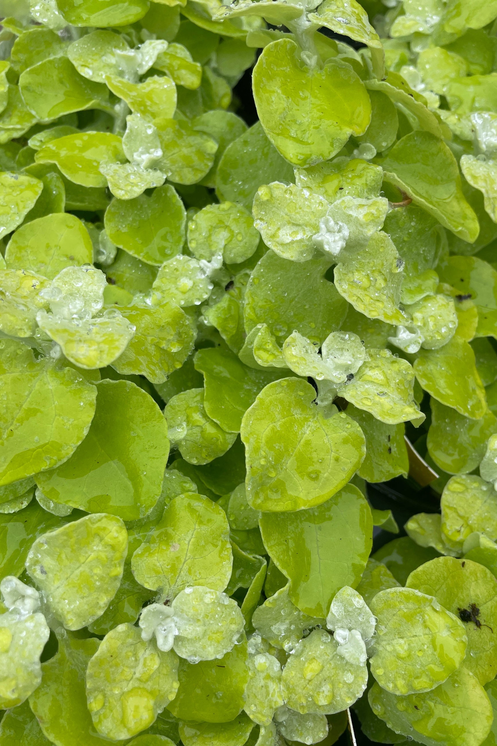 up close image of the Helichrysum 'Lime' leaves mid may with its chartreuse and light white colorations.  ©Sprout Home