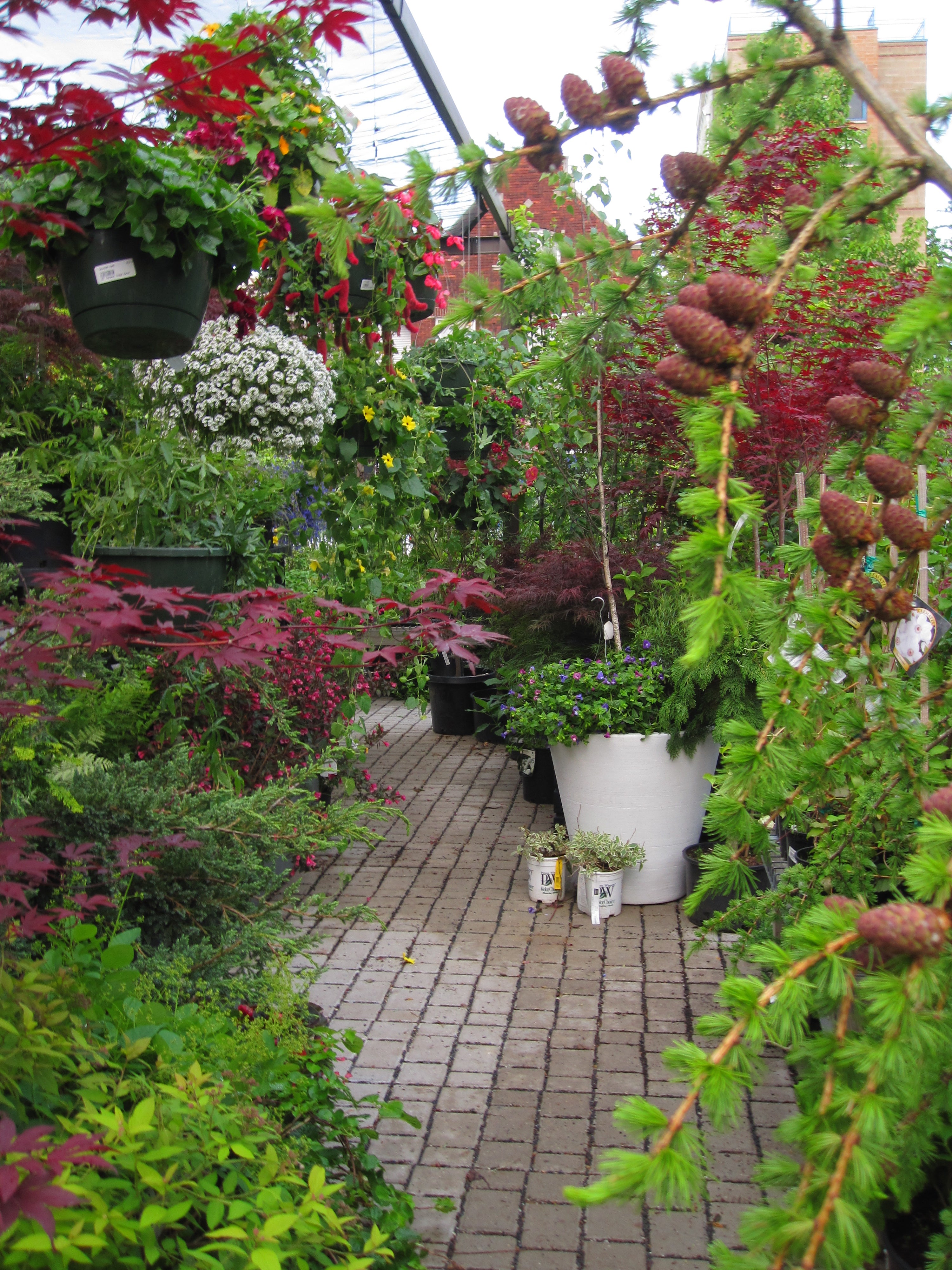 The outdoor yard at Sprout Hoe surrounded by japanese maples, hanging baskets and other plants