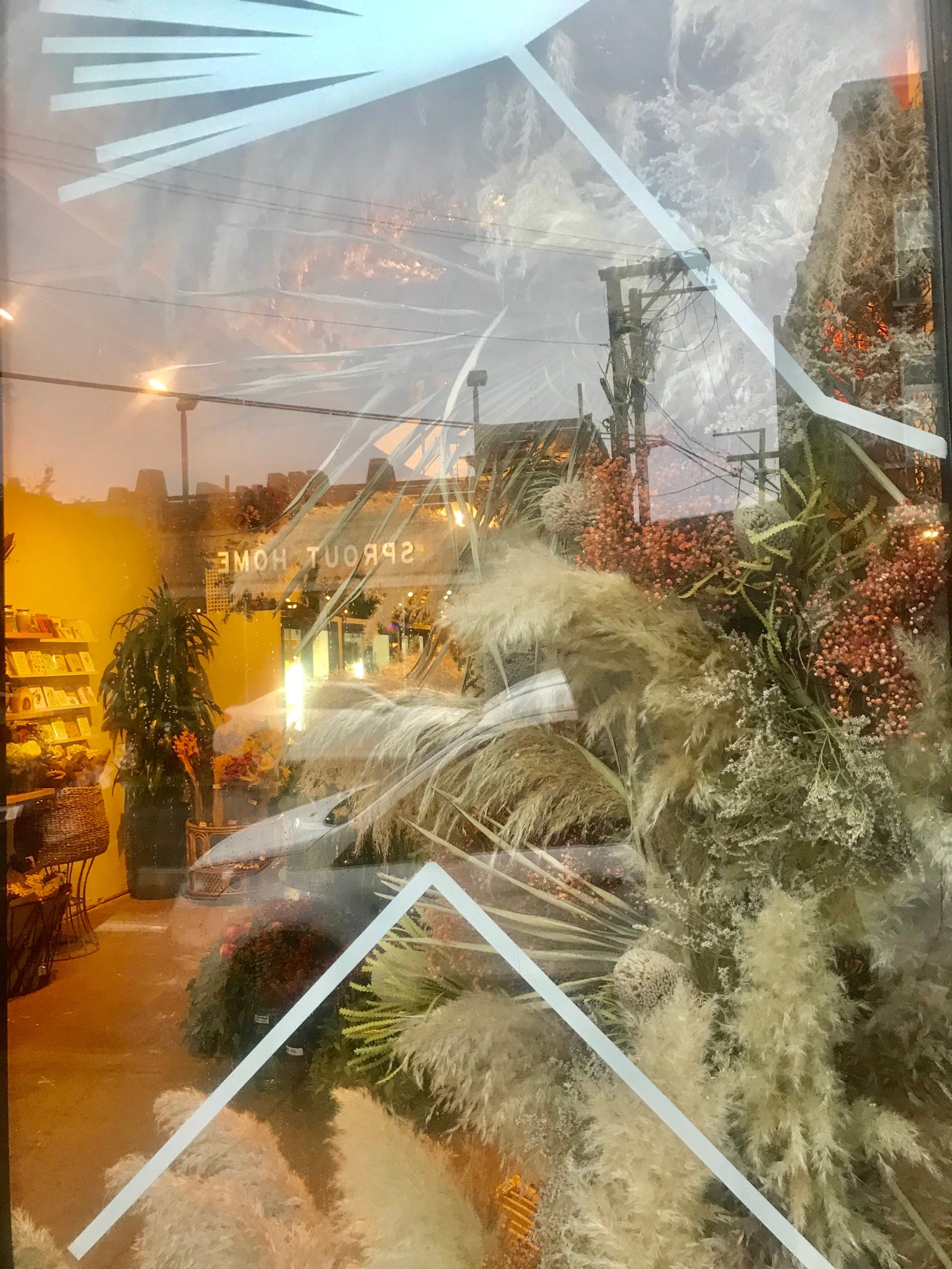 looking through the window of Sprout-home floral. white decals on the window and preserved floral on the side behind the glass.