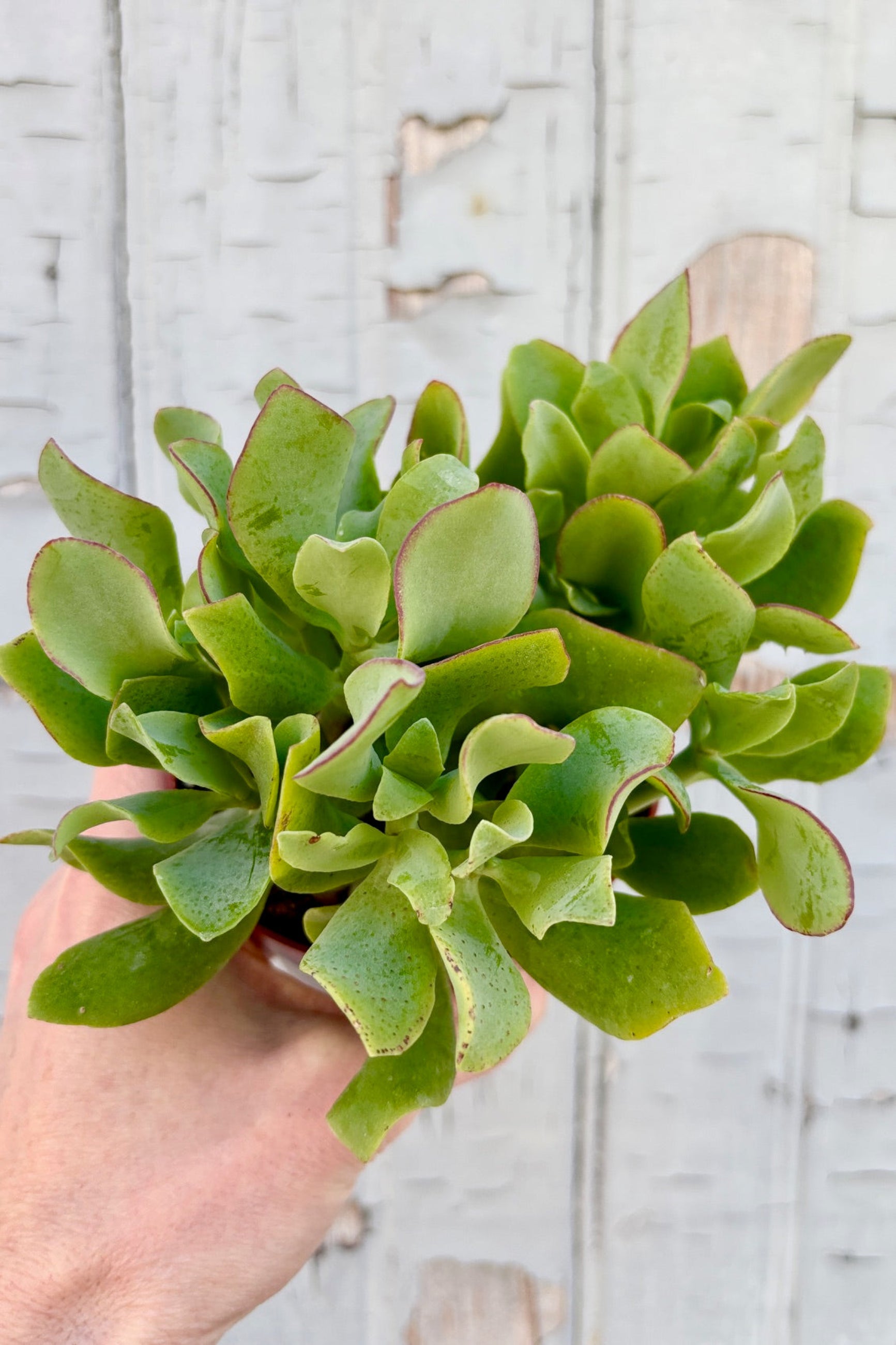 4" pot of  Crassula aborescens undulatifolia against a grey wall