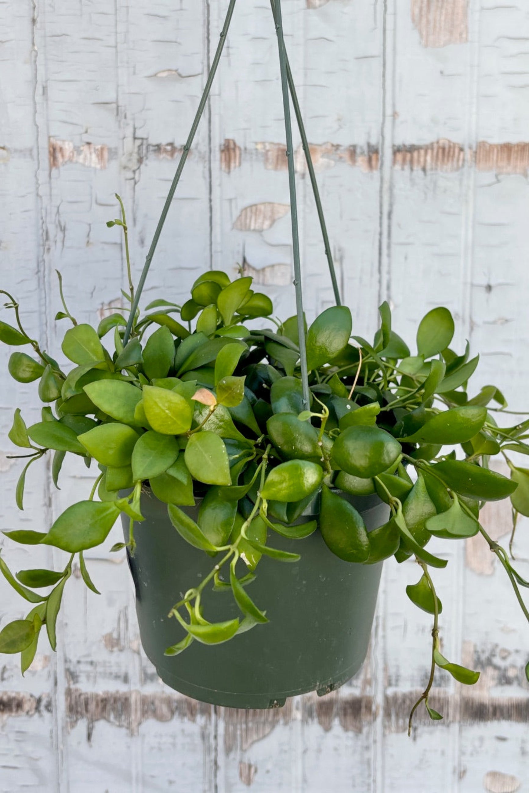 Hoya heuschkeliana in a 6" hanging pot against a grey wall