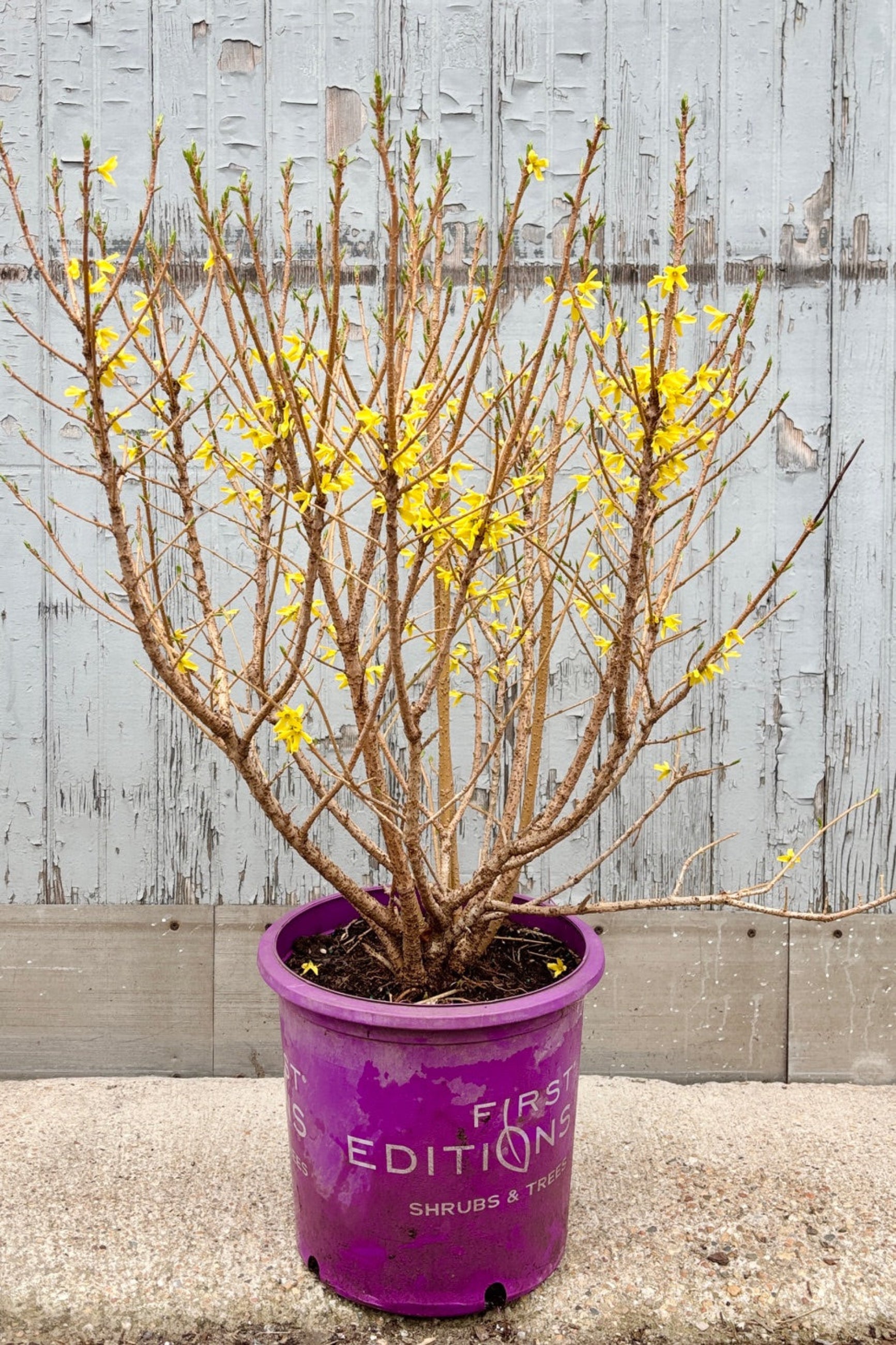 Forsythia 'Spring Fling' in a 5gal pot against a grey wall  ©Sprout Home