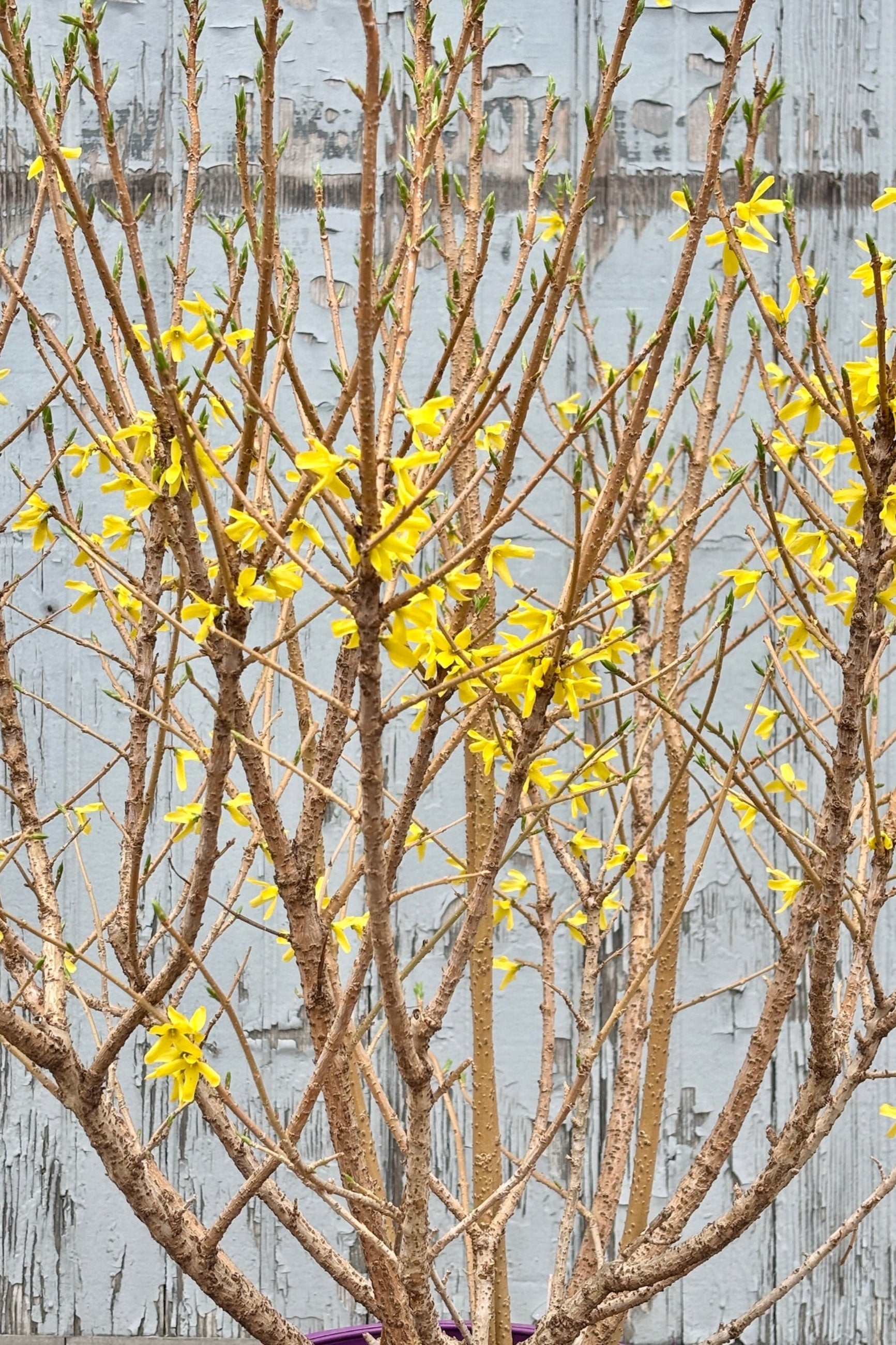Close up of Forsythia 'Spring Fling' against a grey wall  ©Sprout Home