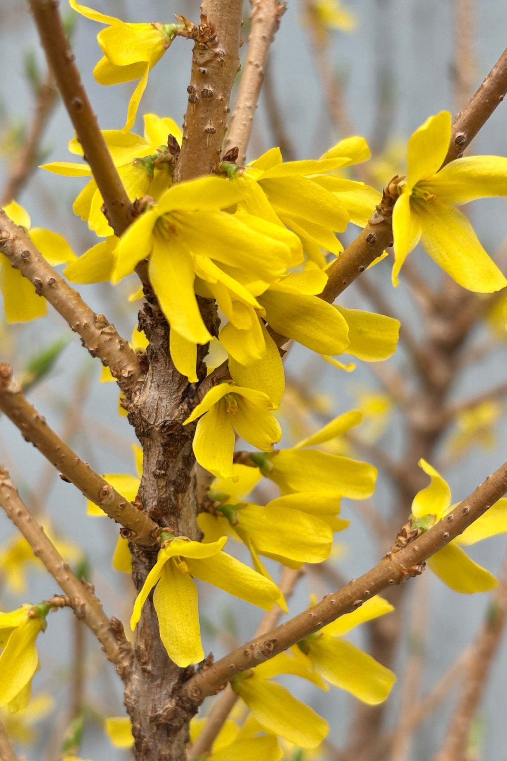 Detail of yellow flowers on Forsythia 'Spring Fling' against a grey wall  ©Sprout Home