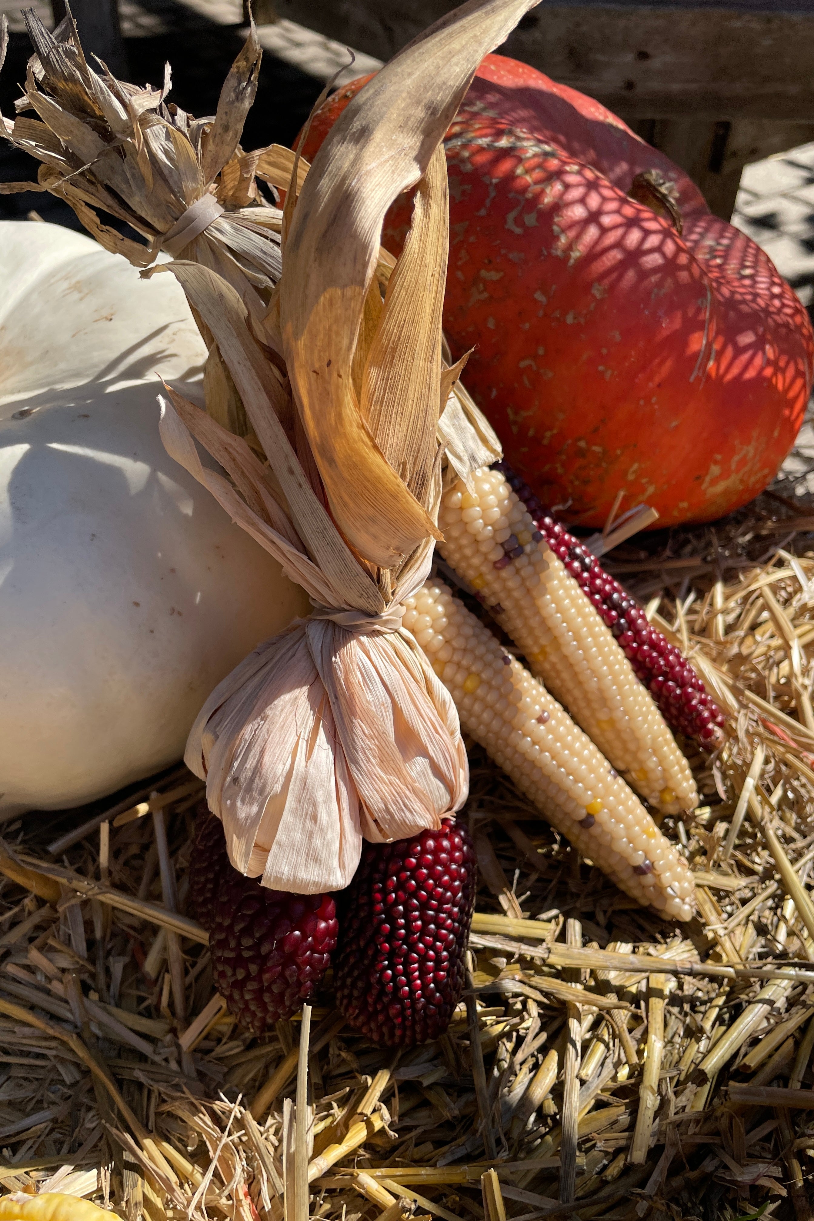 decorative corn for fall in front of pumpkins