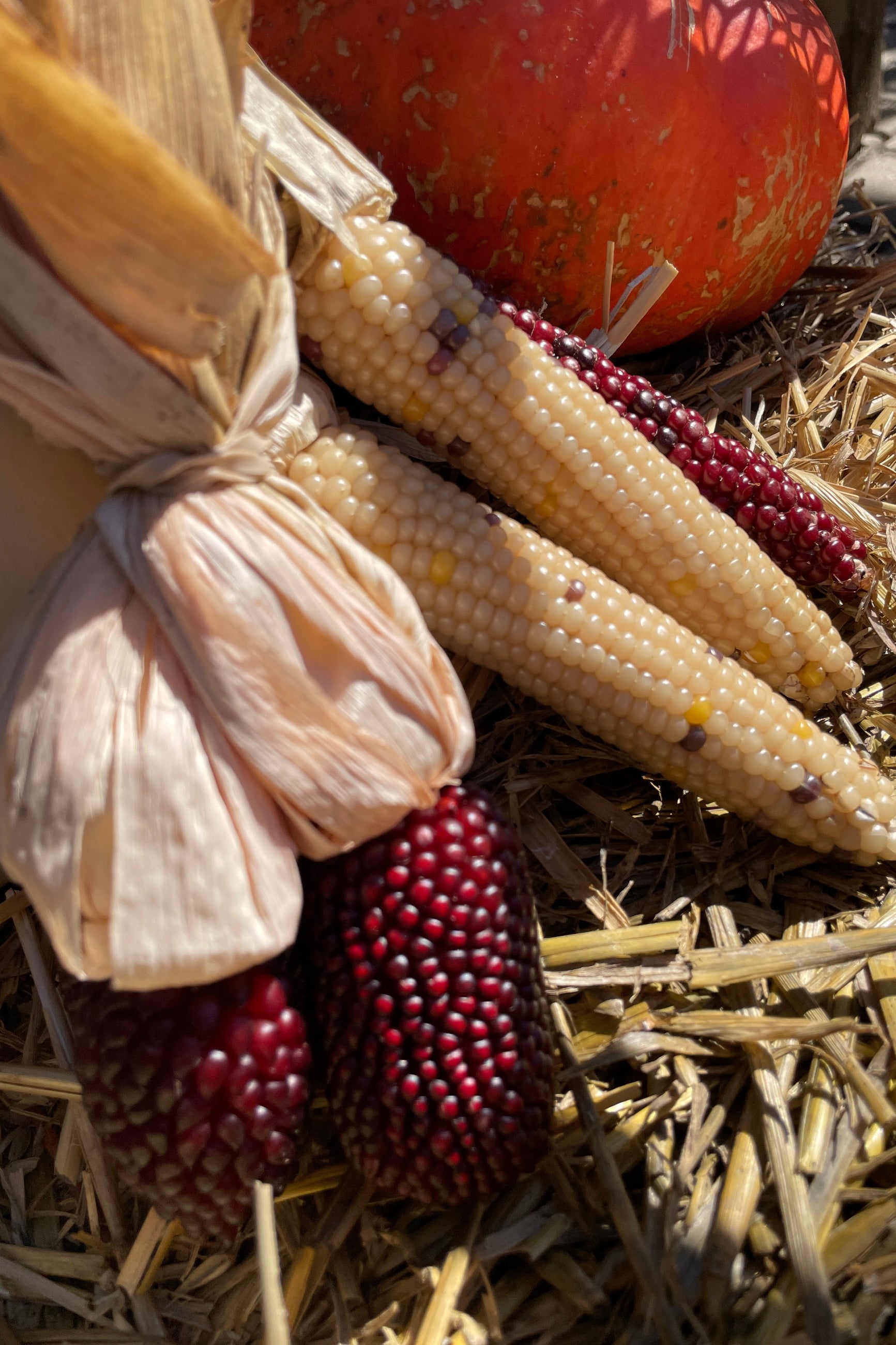 two sets of fall decorative corn bunches sitting on a hay bale.