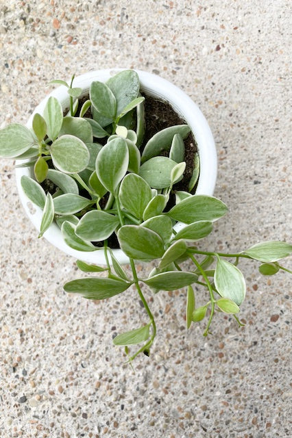 Plant with green and white oval shaped leaves that spill over the side of the pot against a cement wall