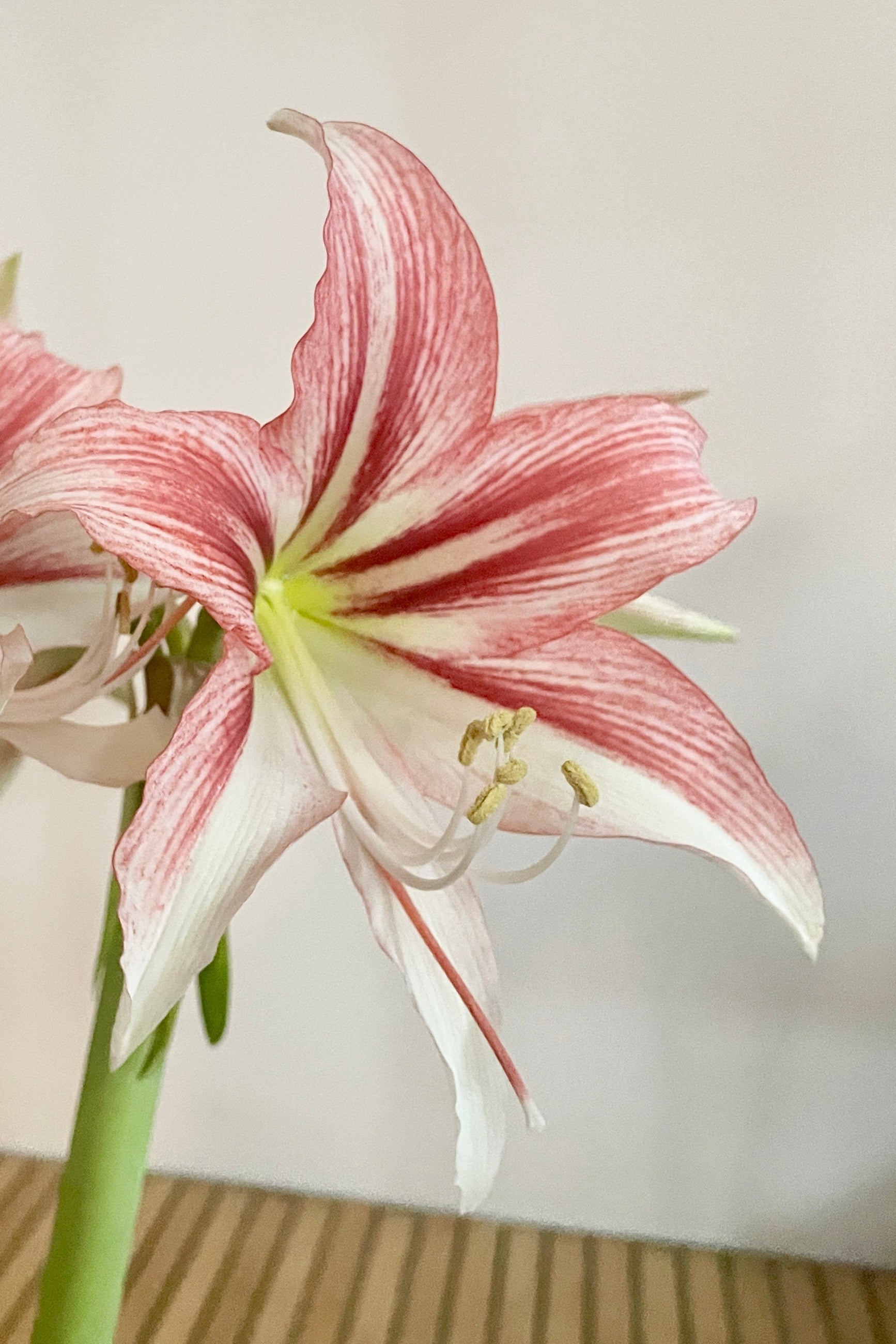 Hippeastrum (Amaryllis) 'Wild Amazone' flower in full bloom with shades of red, burgundy and white mid November.