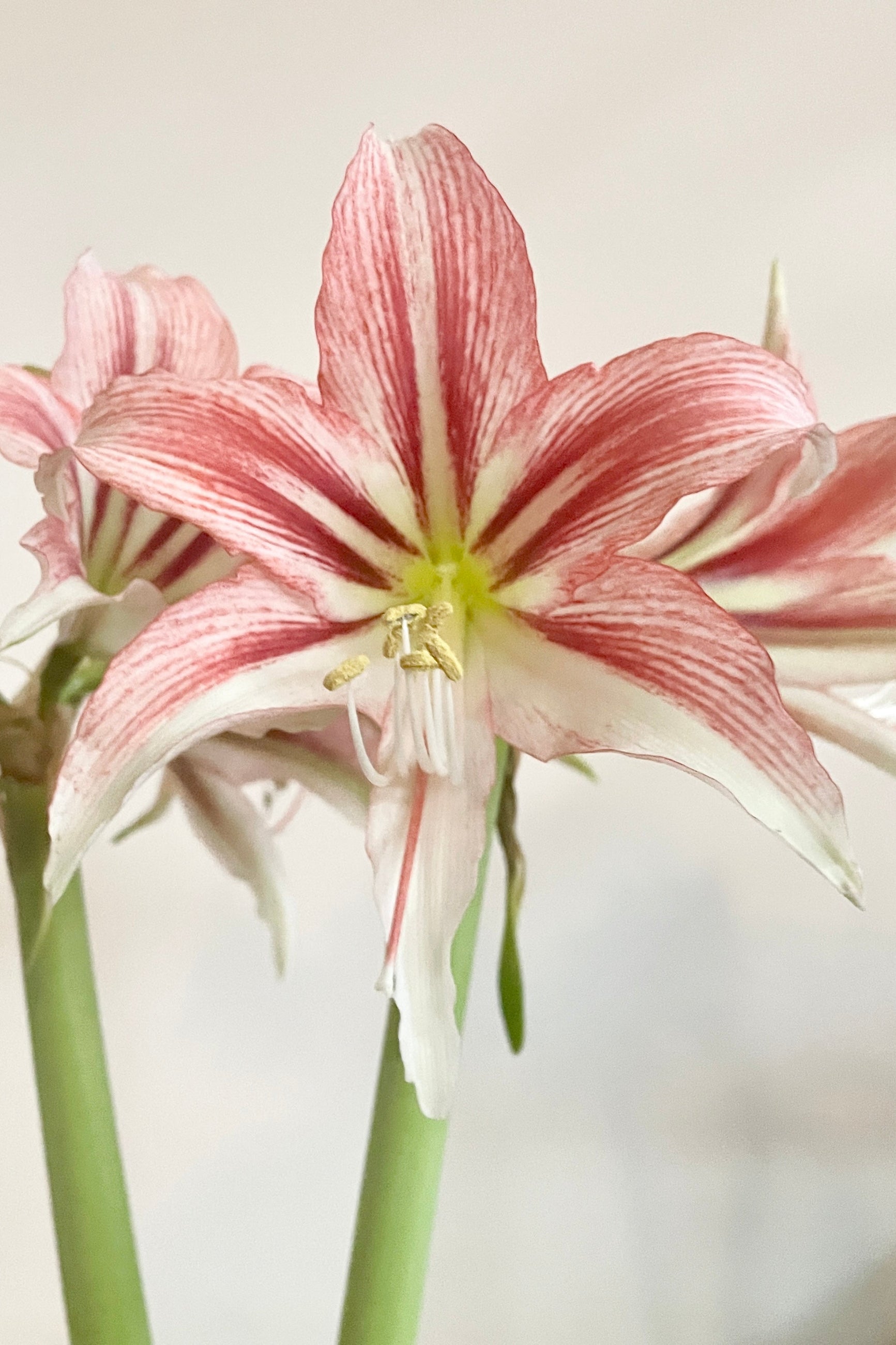Hippeastrum (Amaryllis) 'Wild Amazone' flower in full bloom with shades of red, burgundy and white mid November.